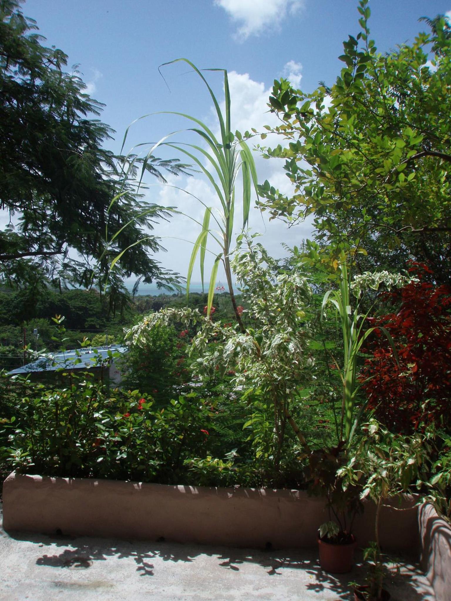 The Nest Tobago Apartments
