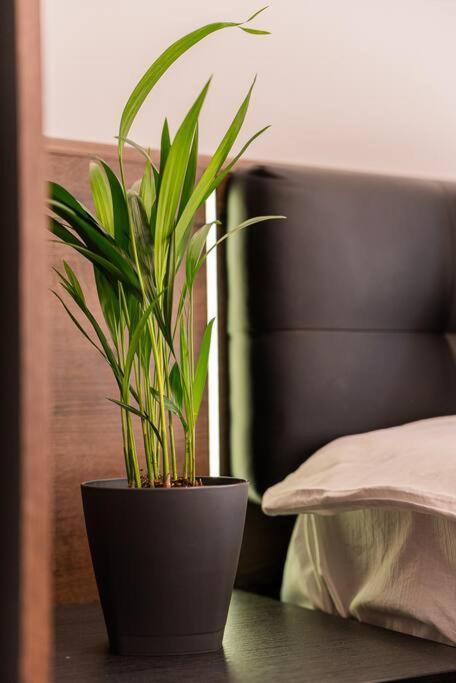 Digital Nomad Suites with Free Gym Pass and Office Setup