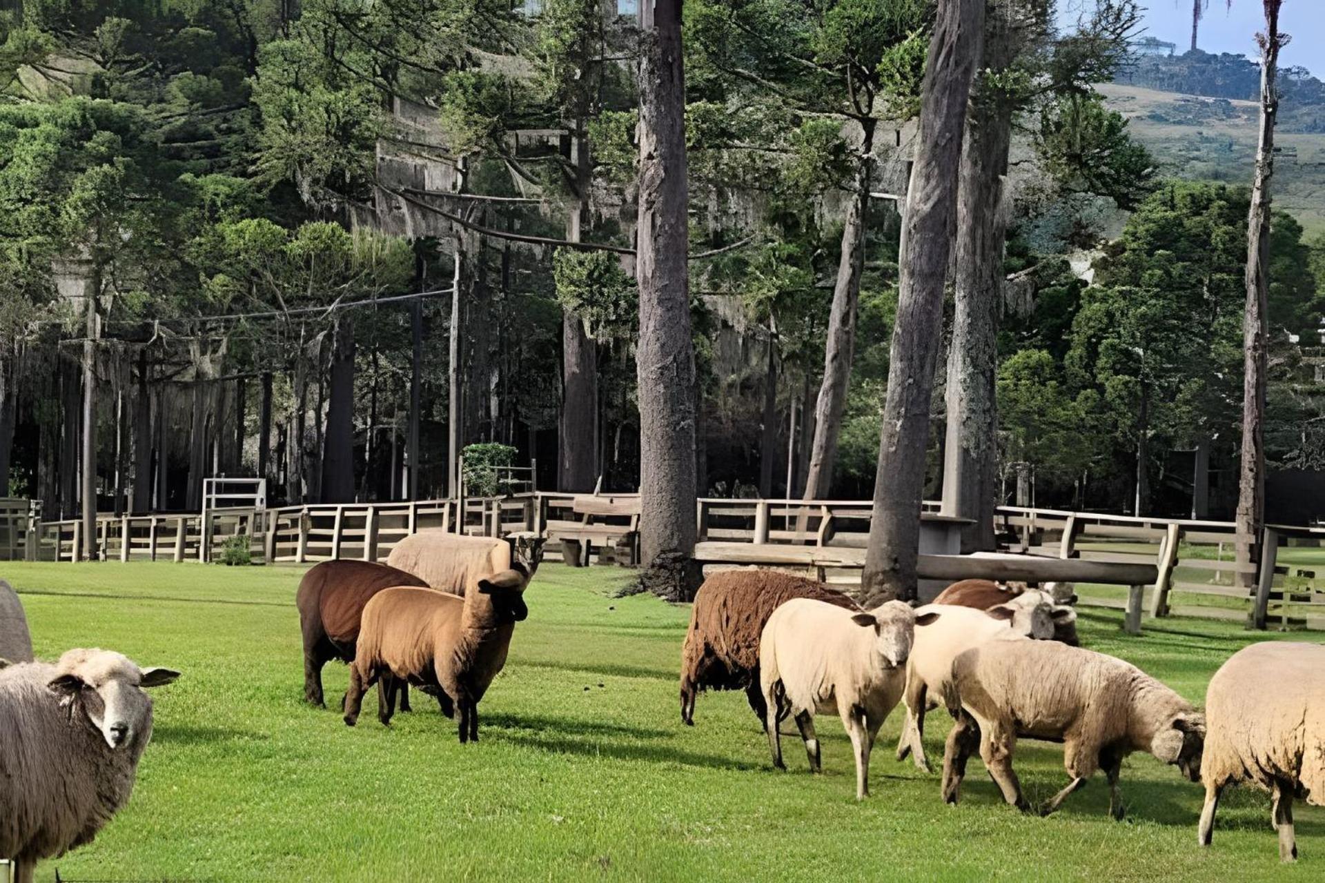 Cabana Pequeno Bosque som dás Águas
