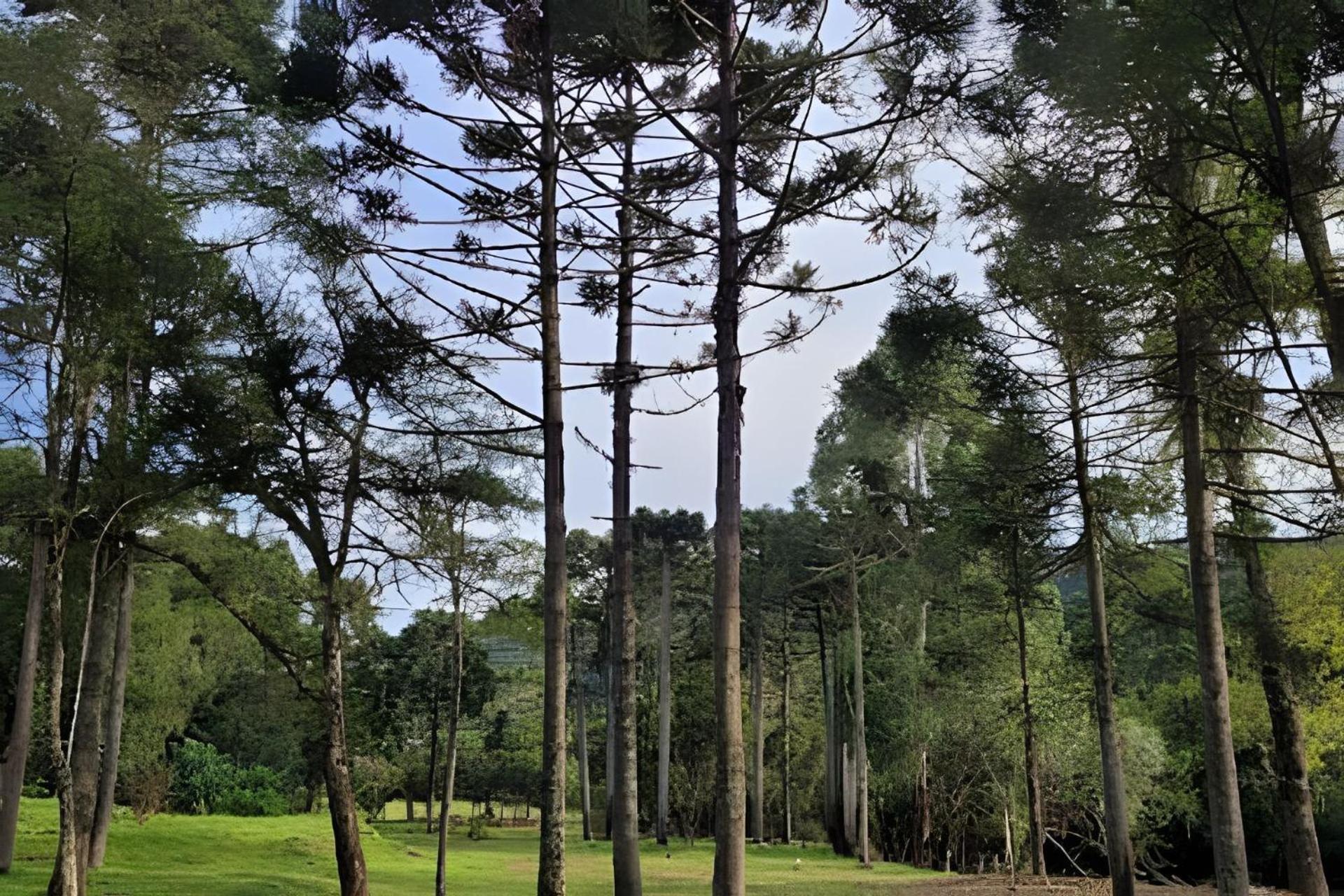 Cabana Pequeno Bosque som dás Águas