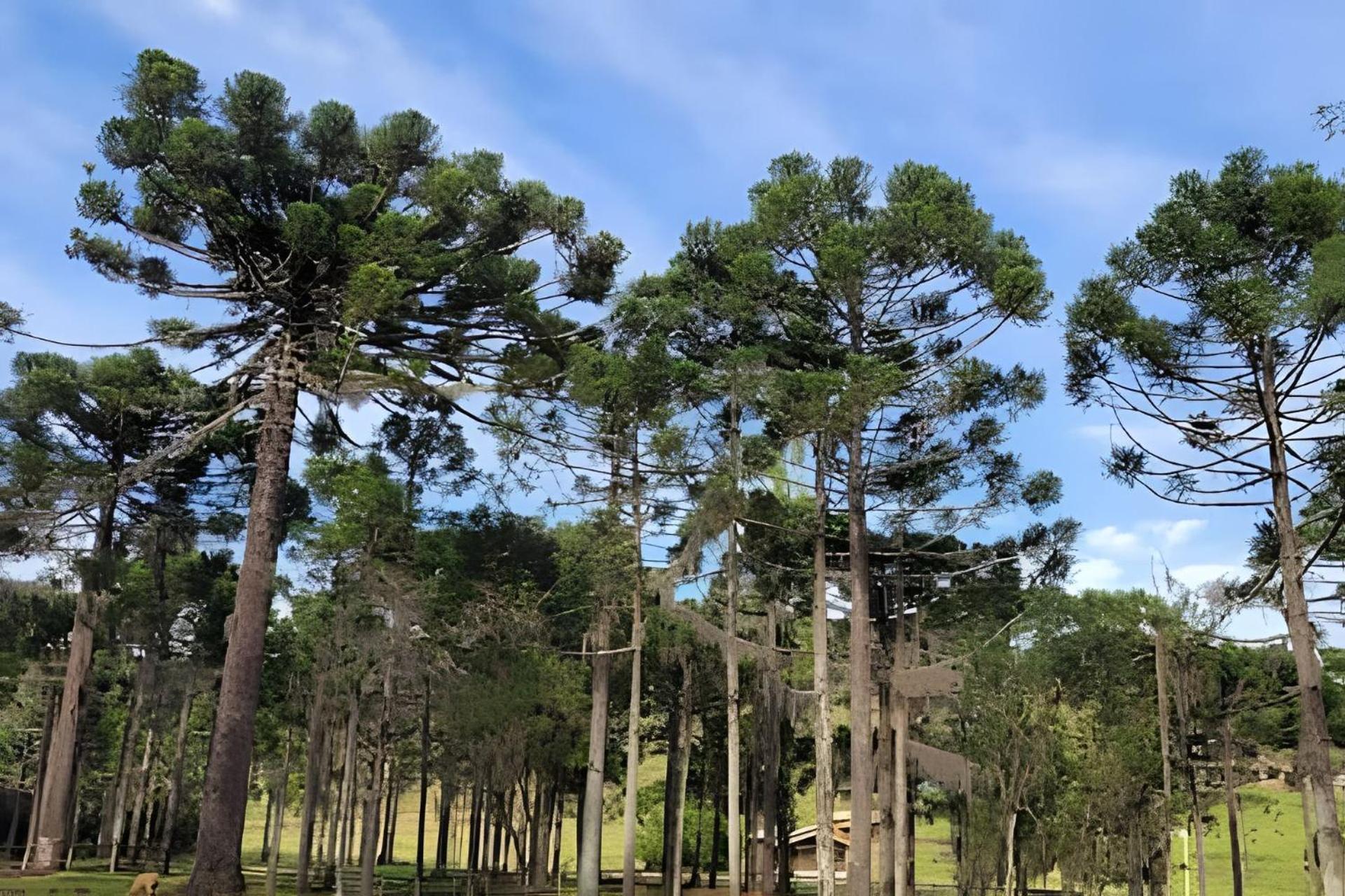 Cabana Pequeno Bosque som dás Águas
