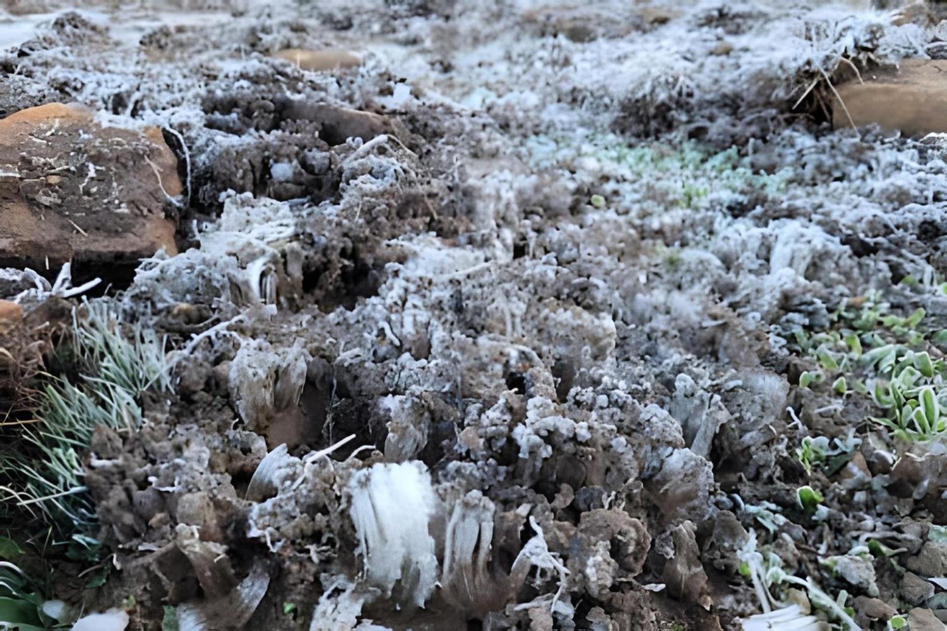 Cabana Pequeno Bosque som dás Águas