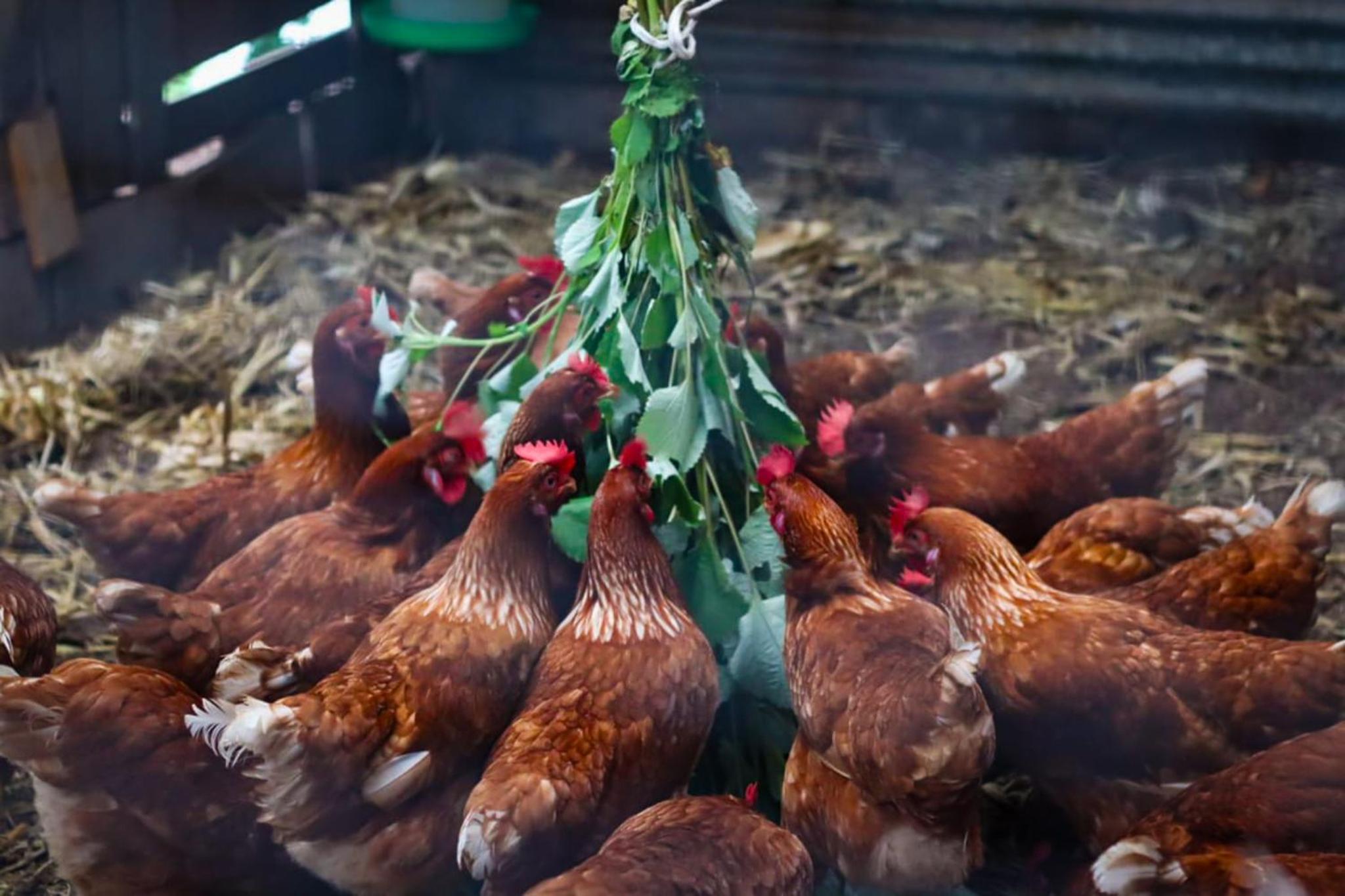 Granja los Campesinos
