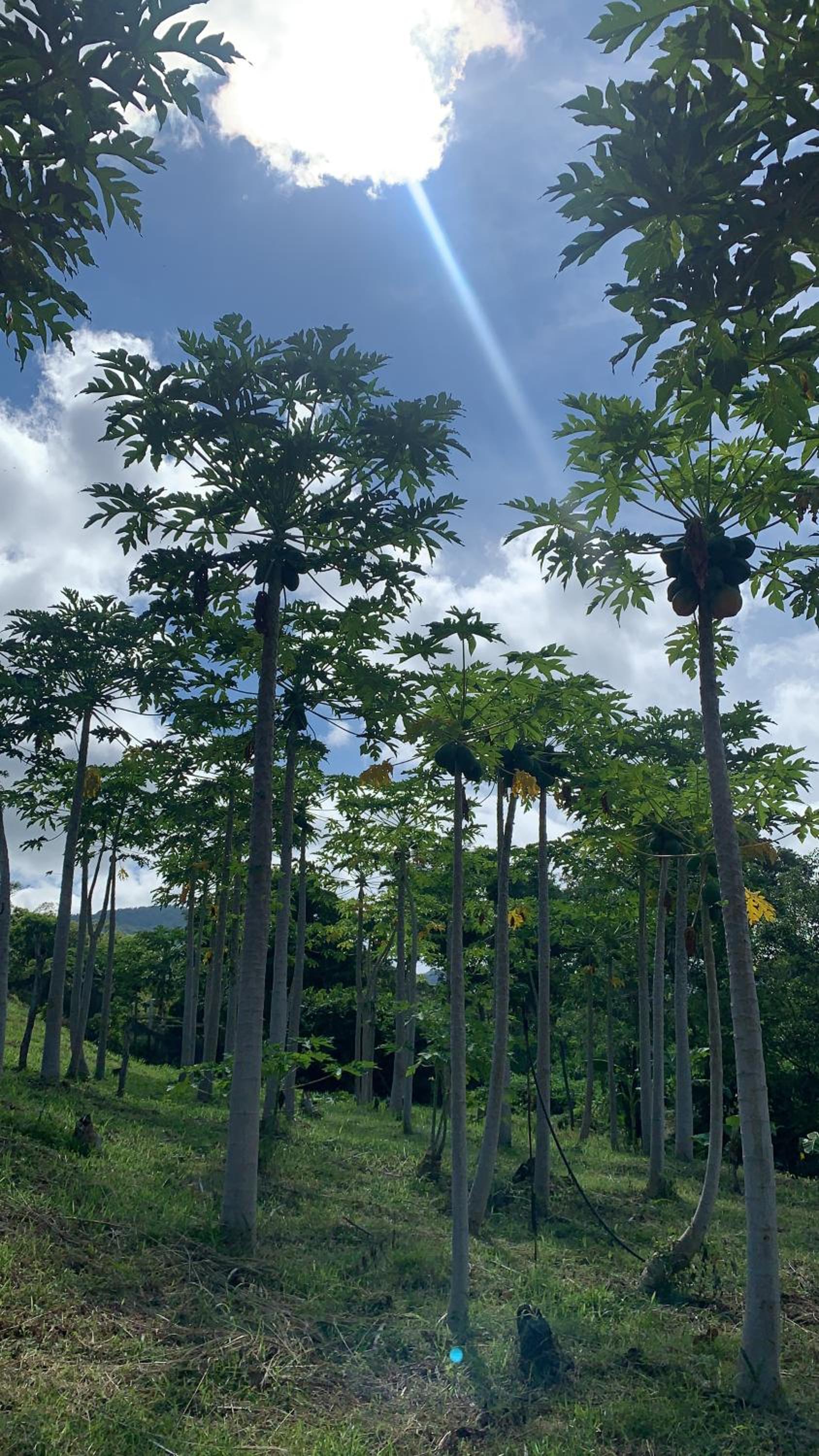 Casa campo Villa deya
