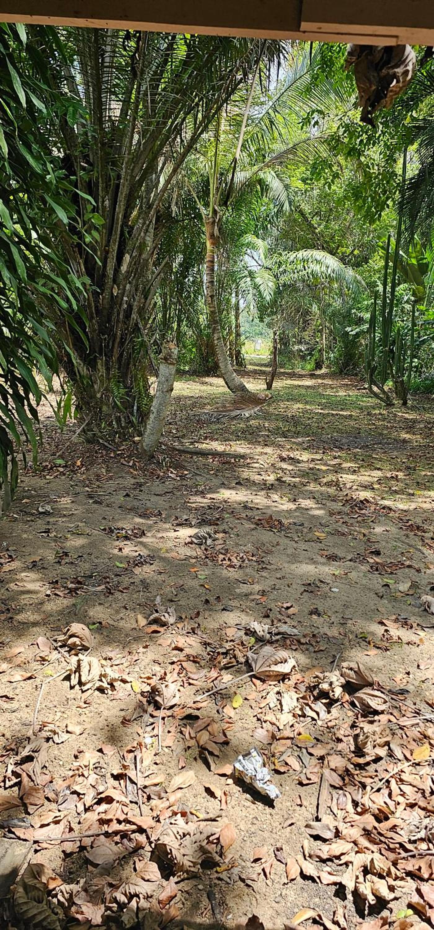 JUNGLE HOUSE