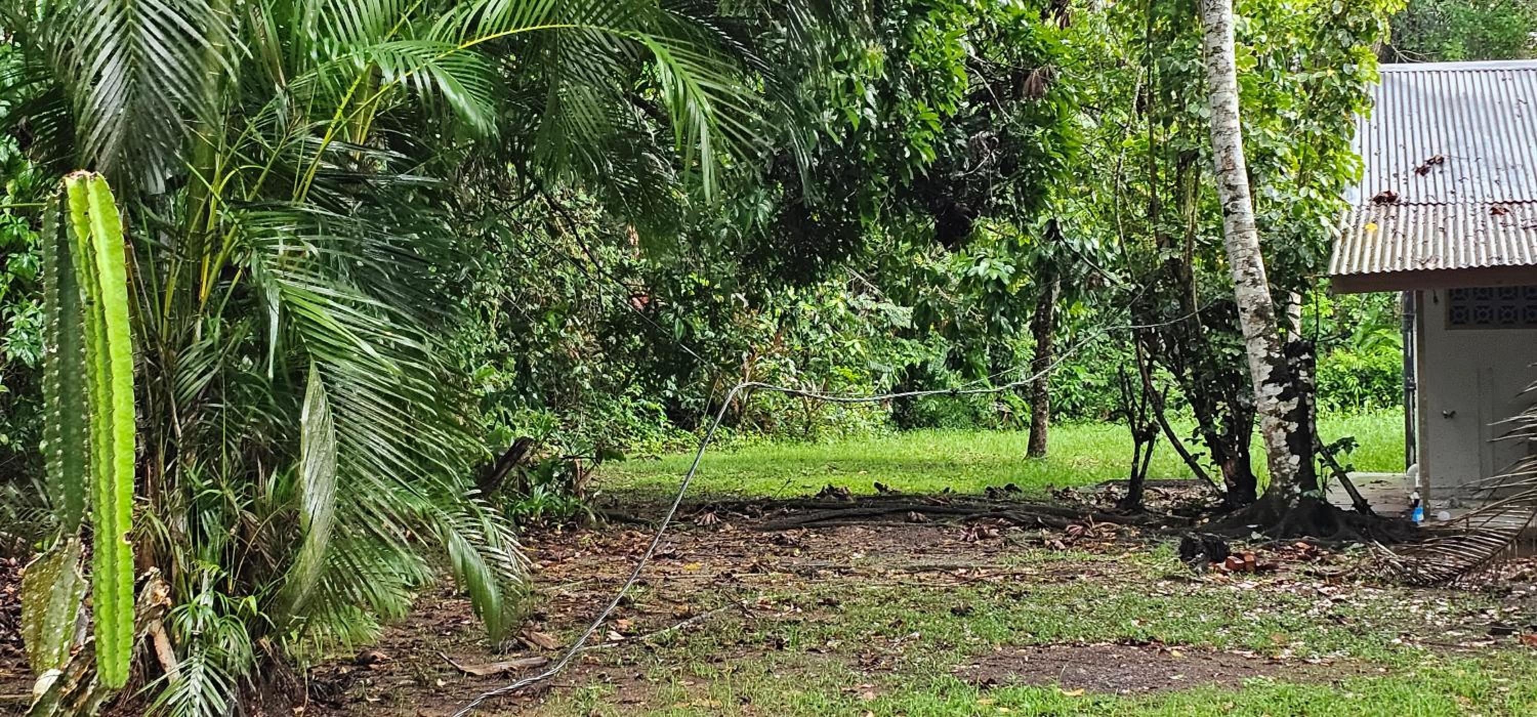 JUNGLE HOUSE