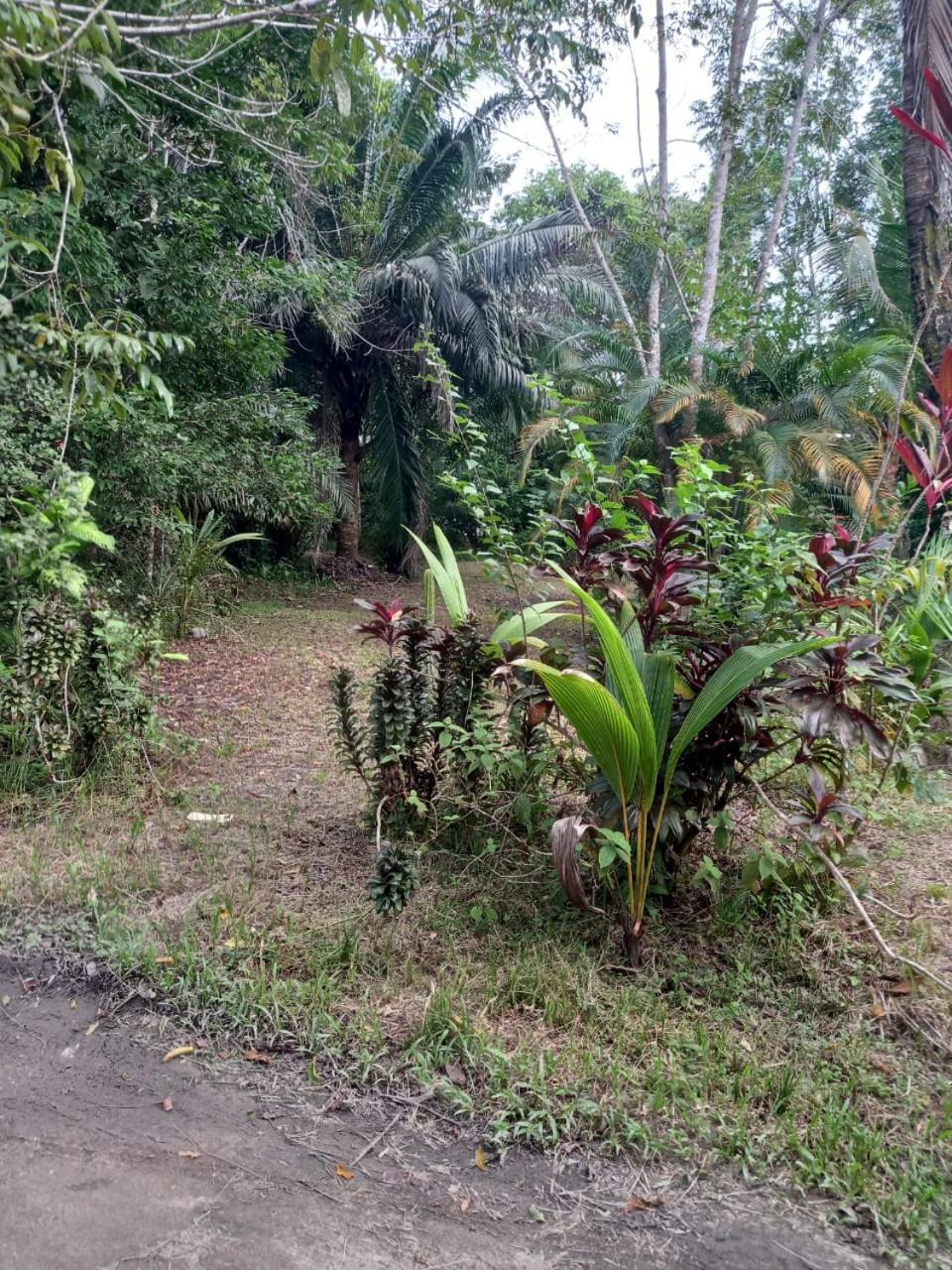 JUNGLE HOUSE