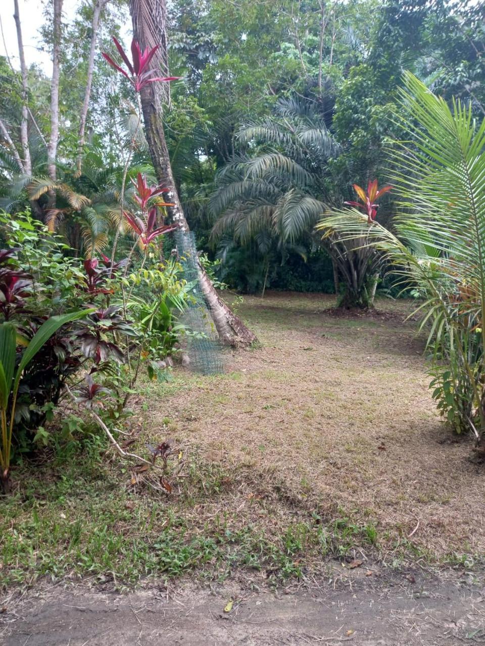 JUNGLE HOUSE