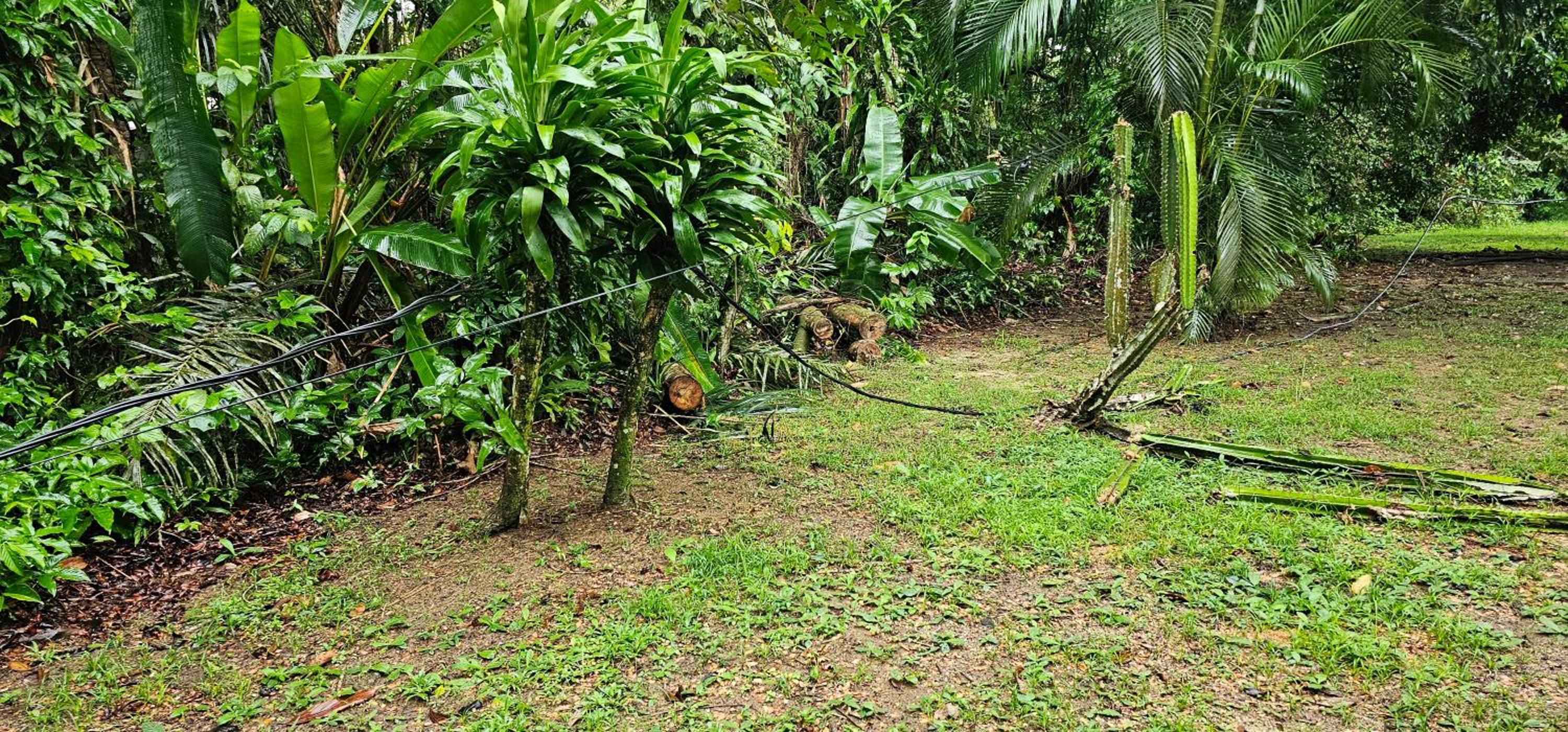 JUNGLE HOUSE