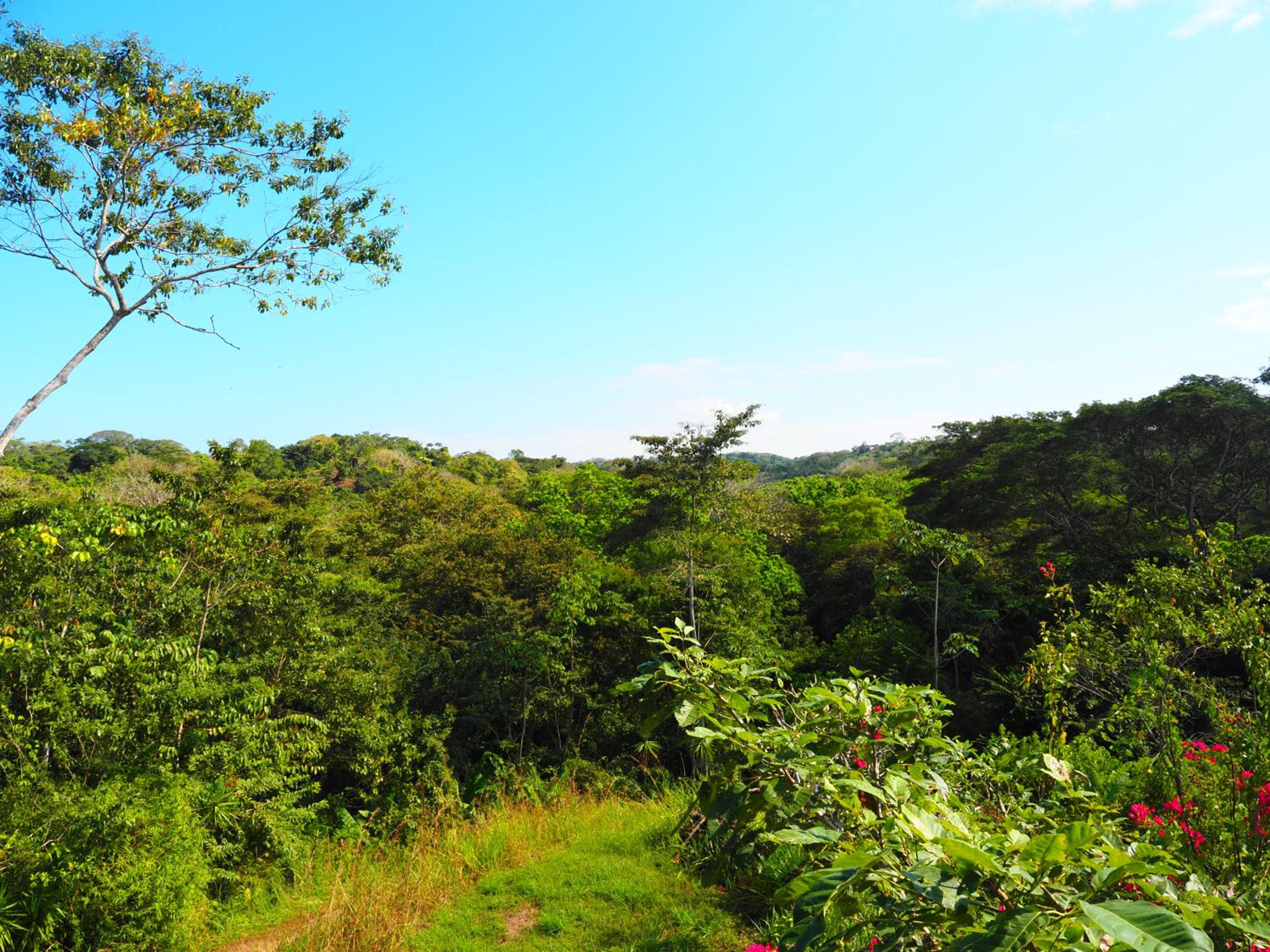 Tarzan Treetops