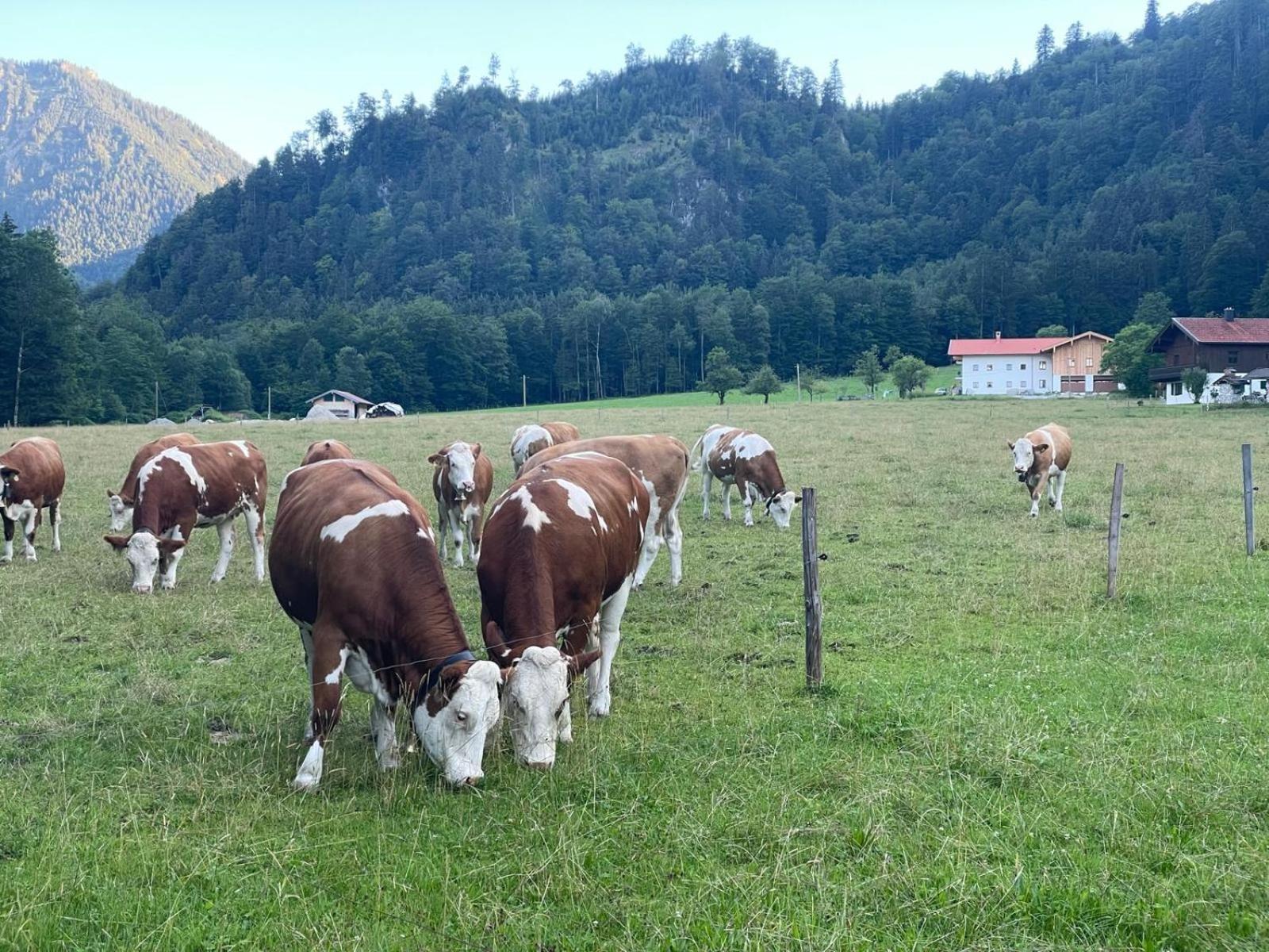 Ferienwohnungen Bergluft