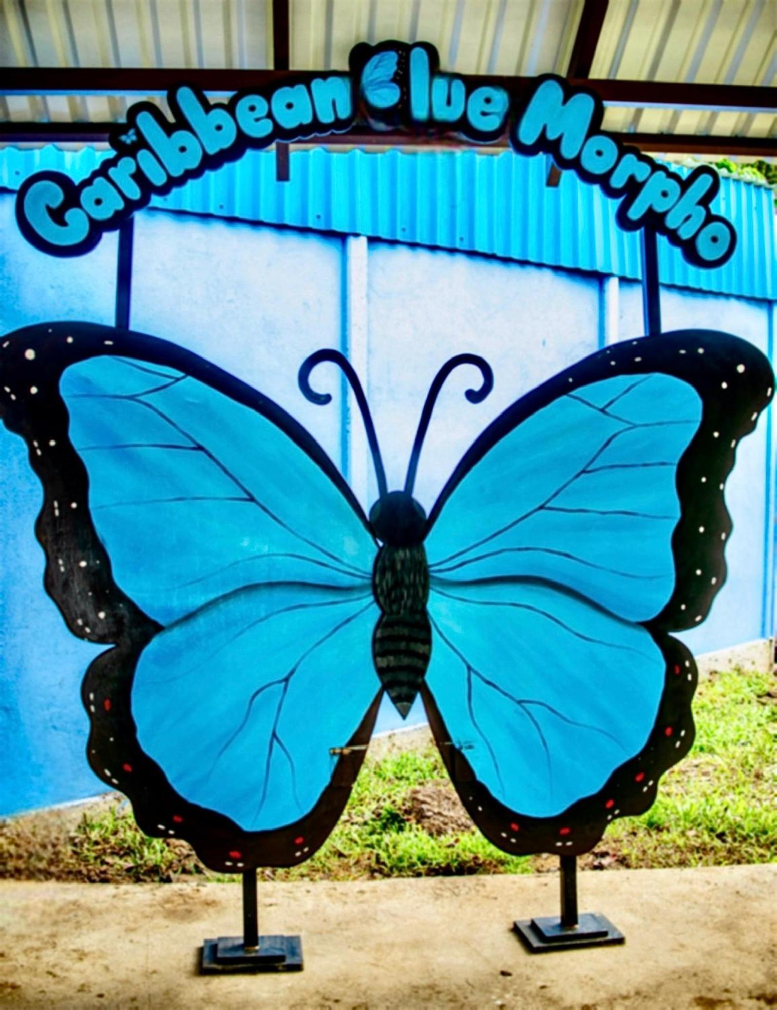 Caribbean Blue Morpho Casitas