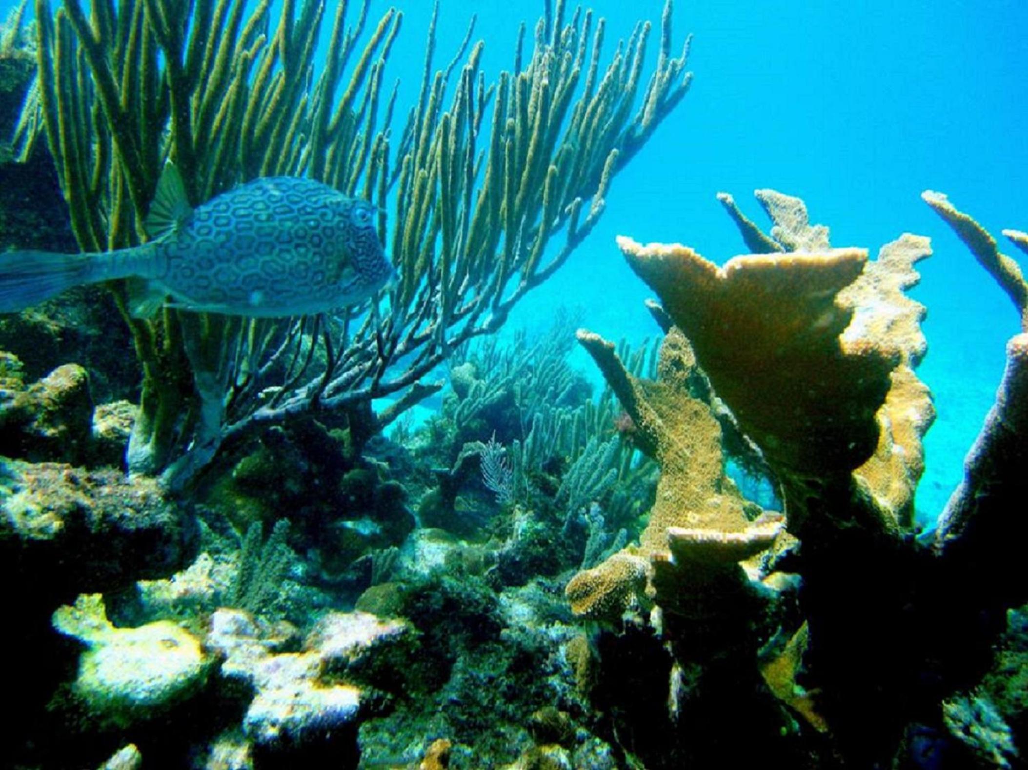 Guanaja Caribbean Cottages