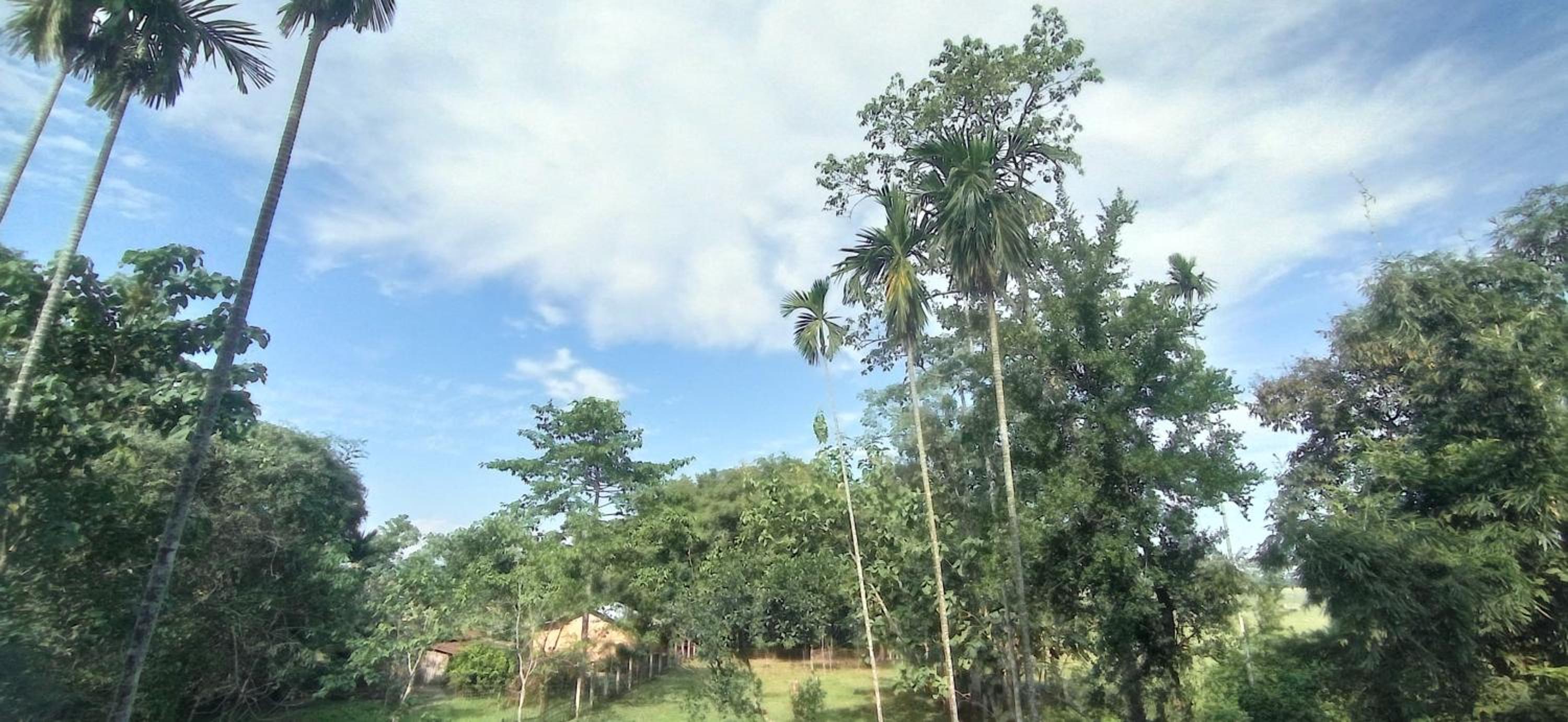 Hotel Kaziranga Holidays view 2