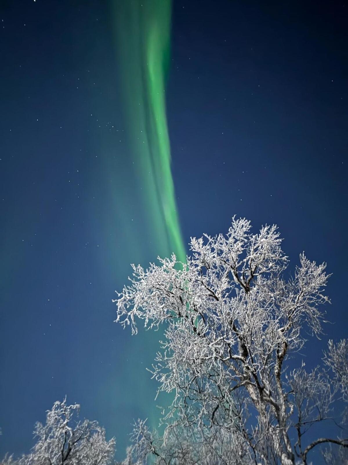 Trivelig hytte i Senja. view 3