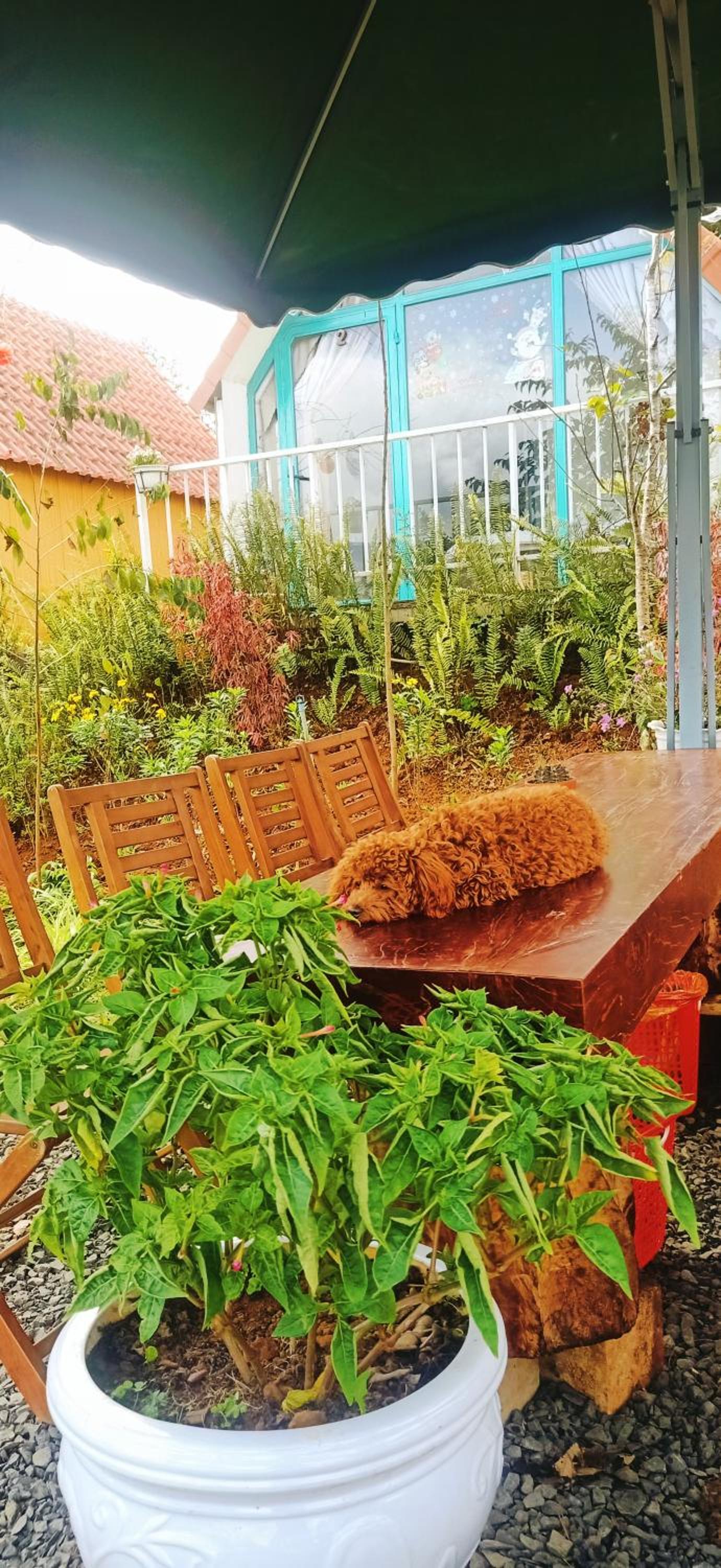 Paradiso Homestay Mangden view 4