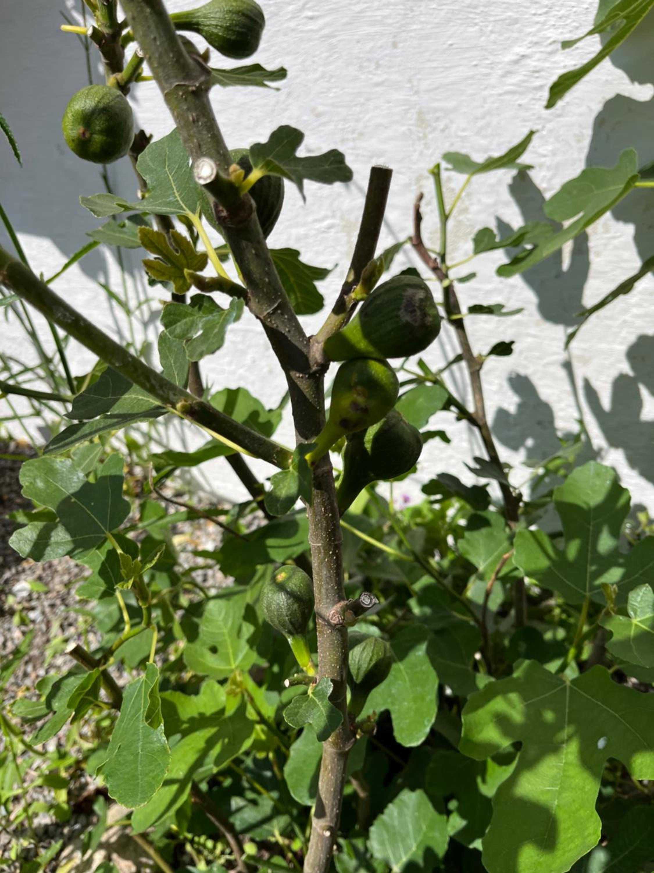 Photo 42