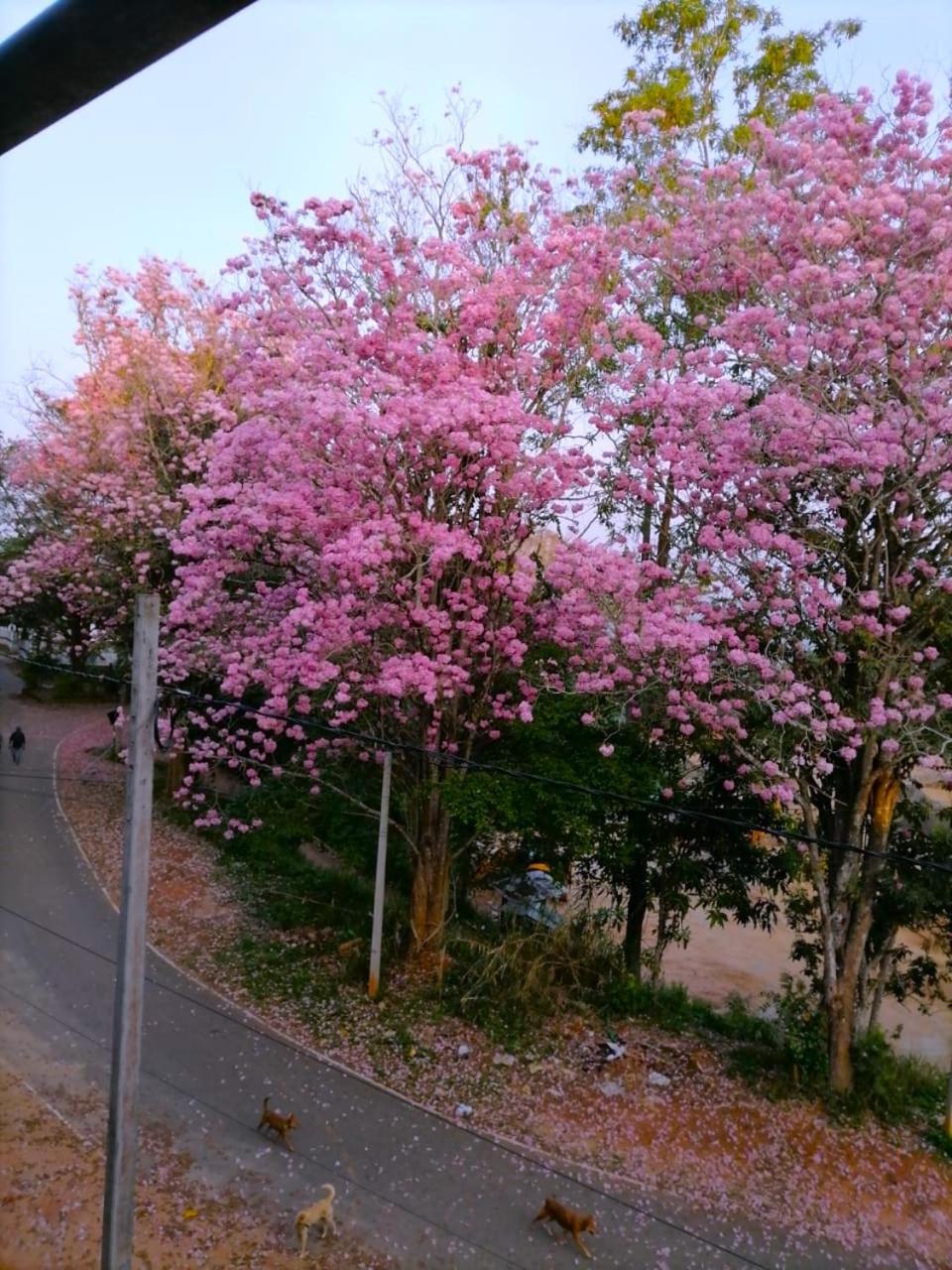 Roberosia - Holiday Home view 5