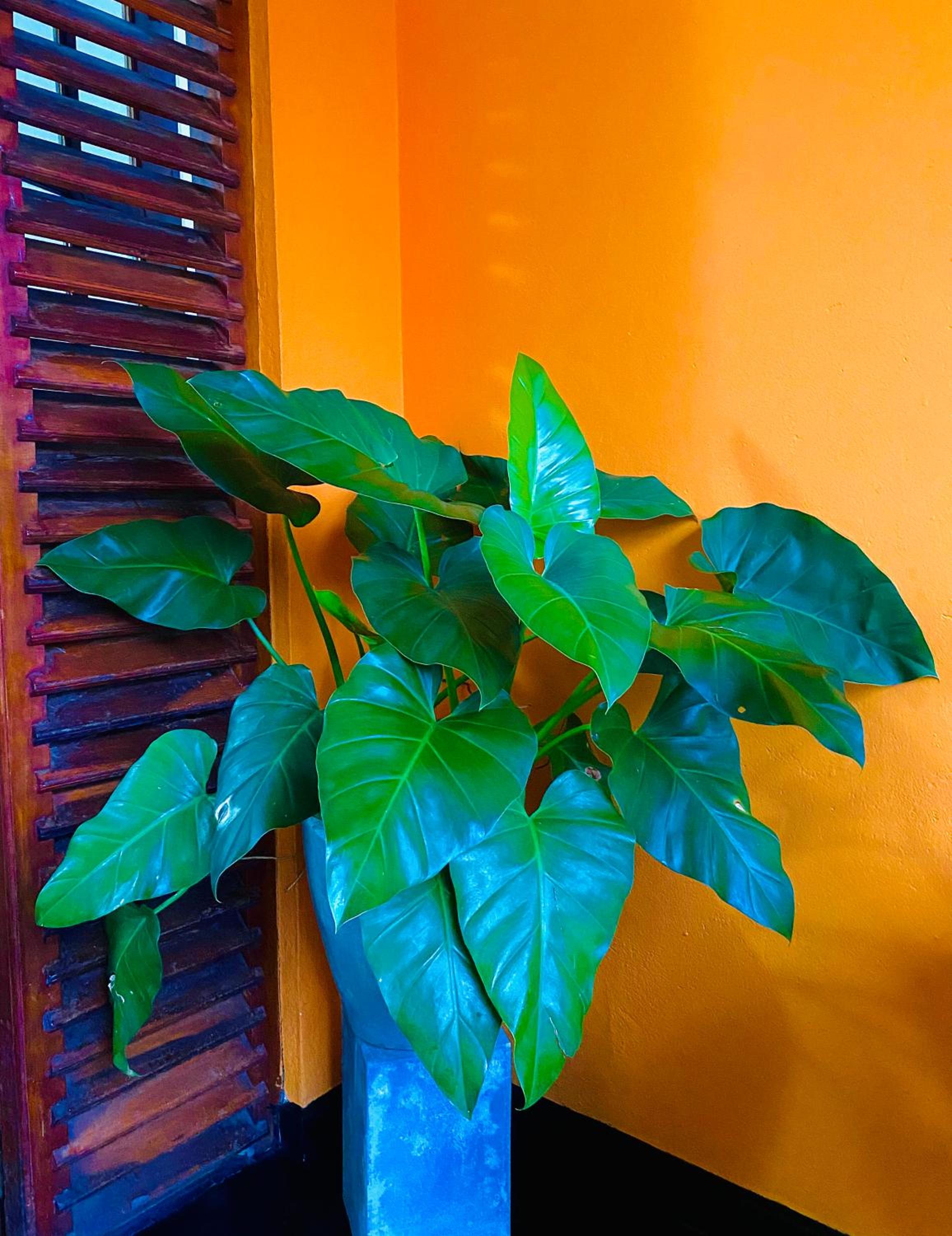 Photo 21
