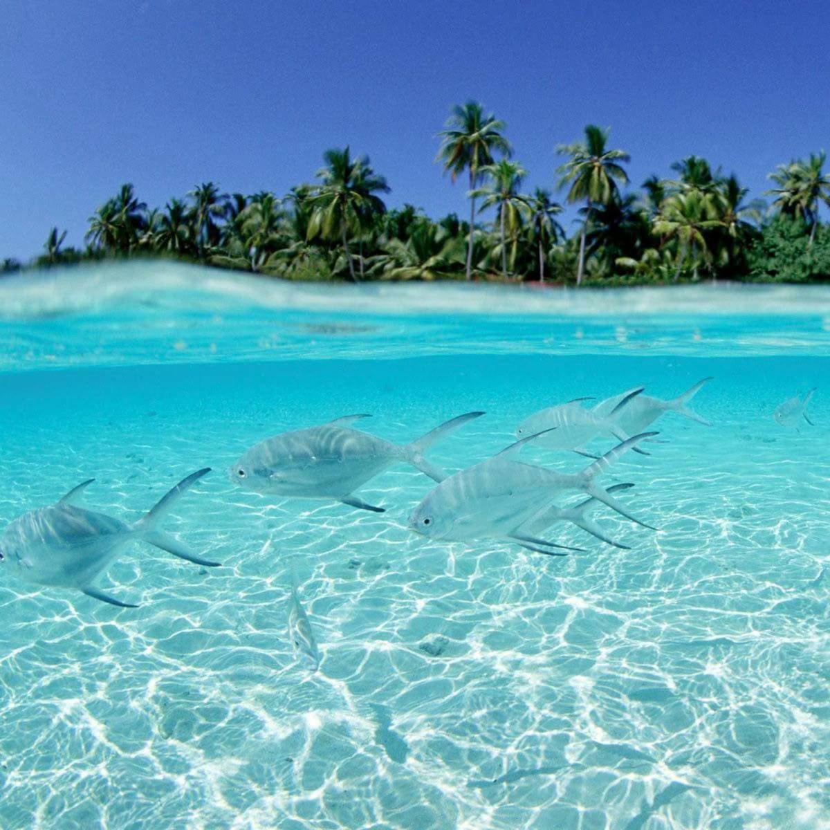 Punta Cana Bavaro Basecamp Adventure Apartments Sleep & Go Excursions Deals