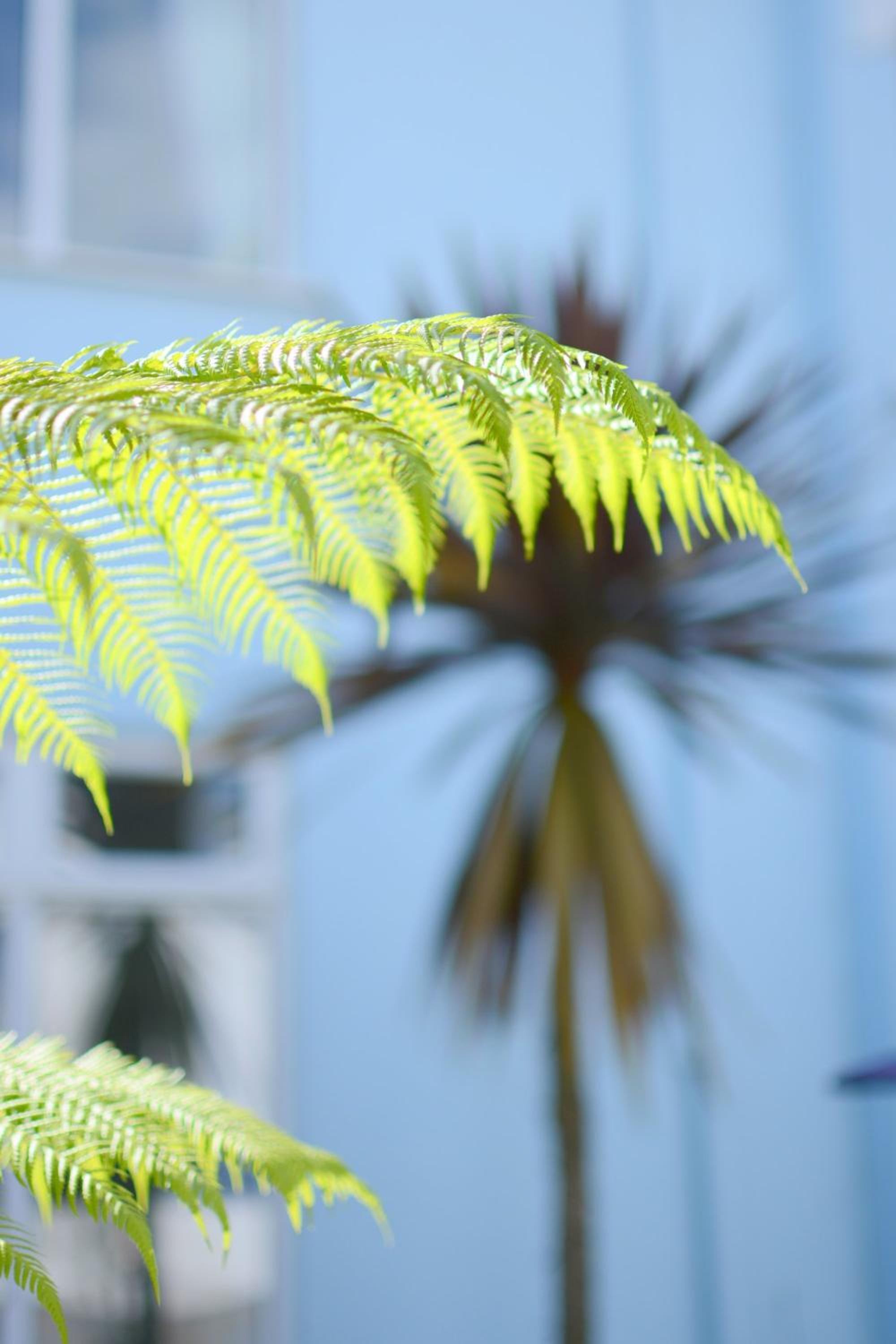 Blue Palms