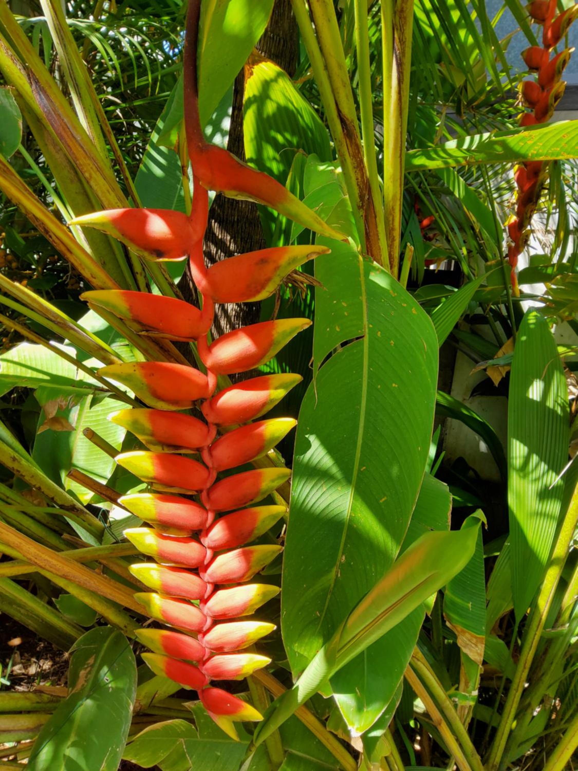 Beauté Tropicale