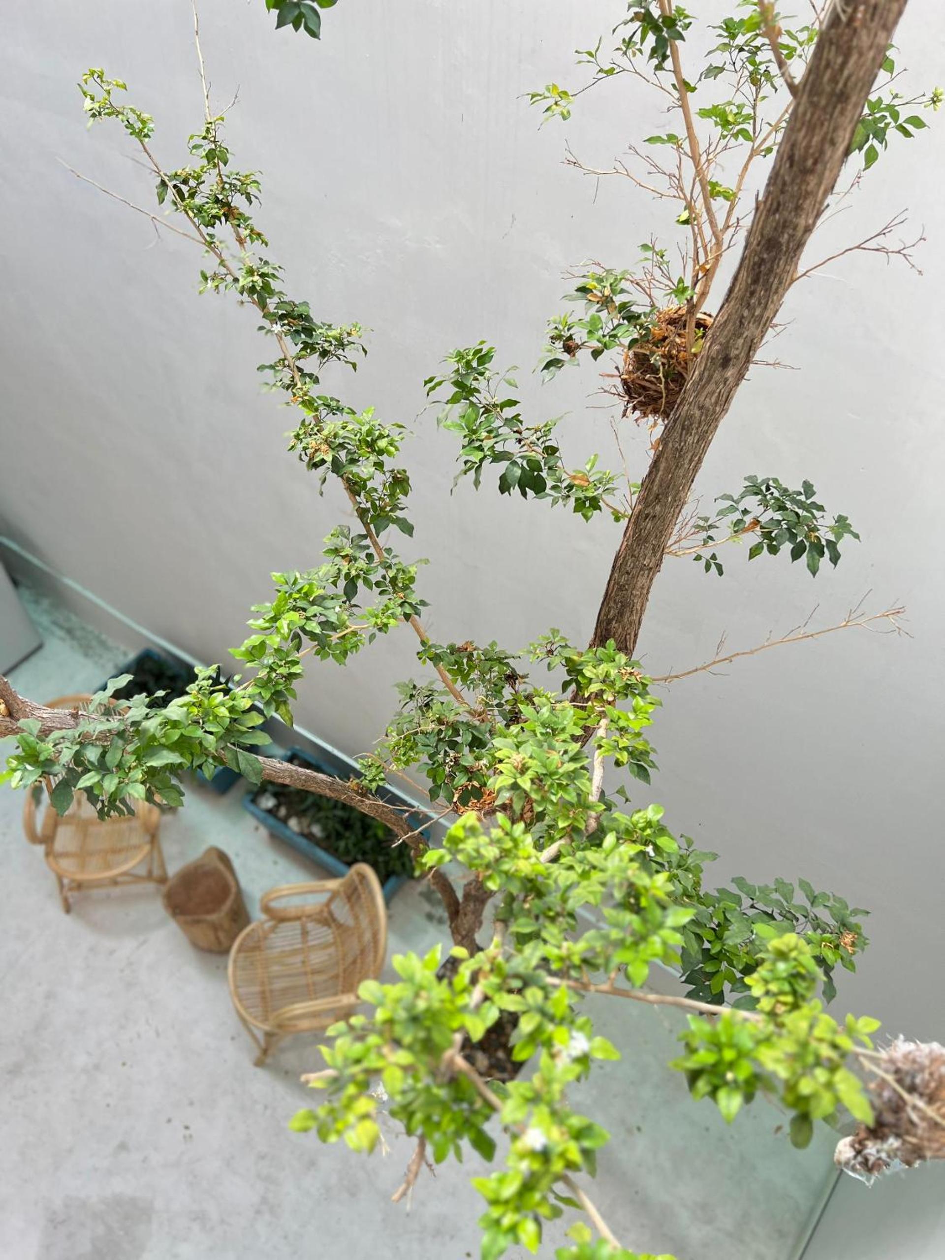 TreeHaus 38 Moulmein by SSL - Pulau Tikus Georgetown photo 1