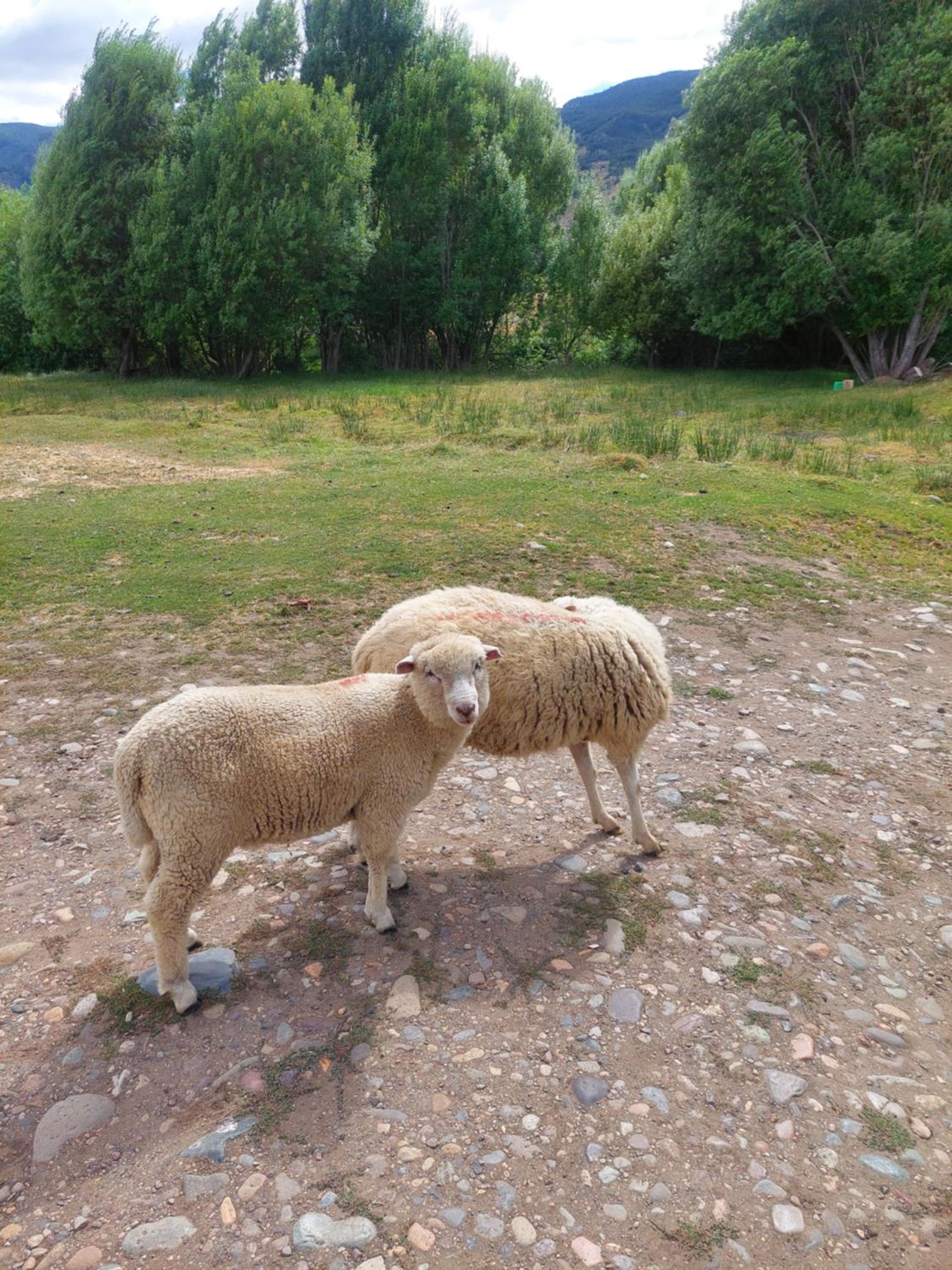 Aysén Domos-Cabañas tipo Domo
