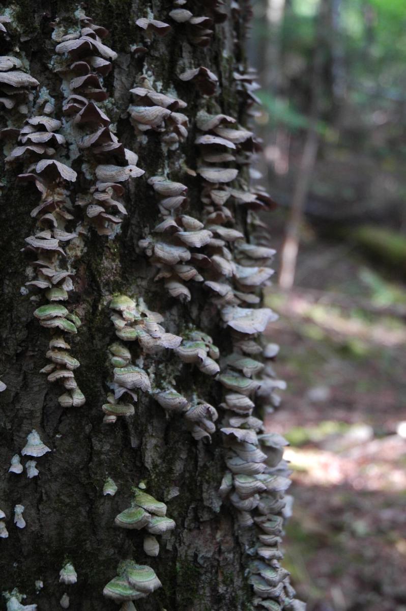Hotel Auberge Micro-Brasserie Le Baril Roulant