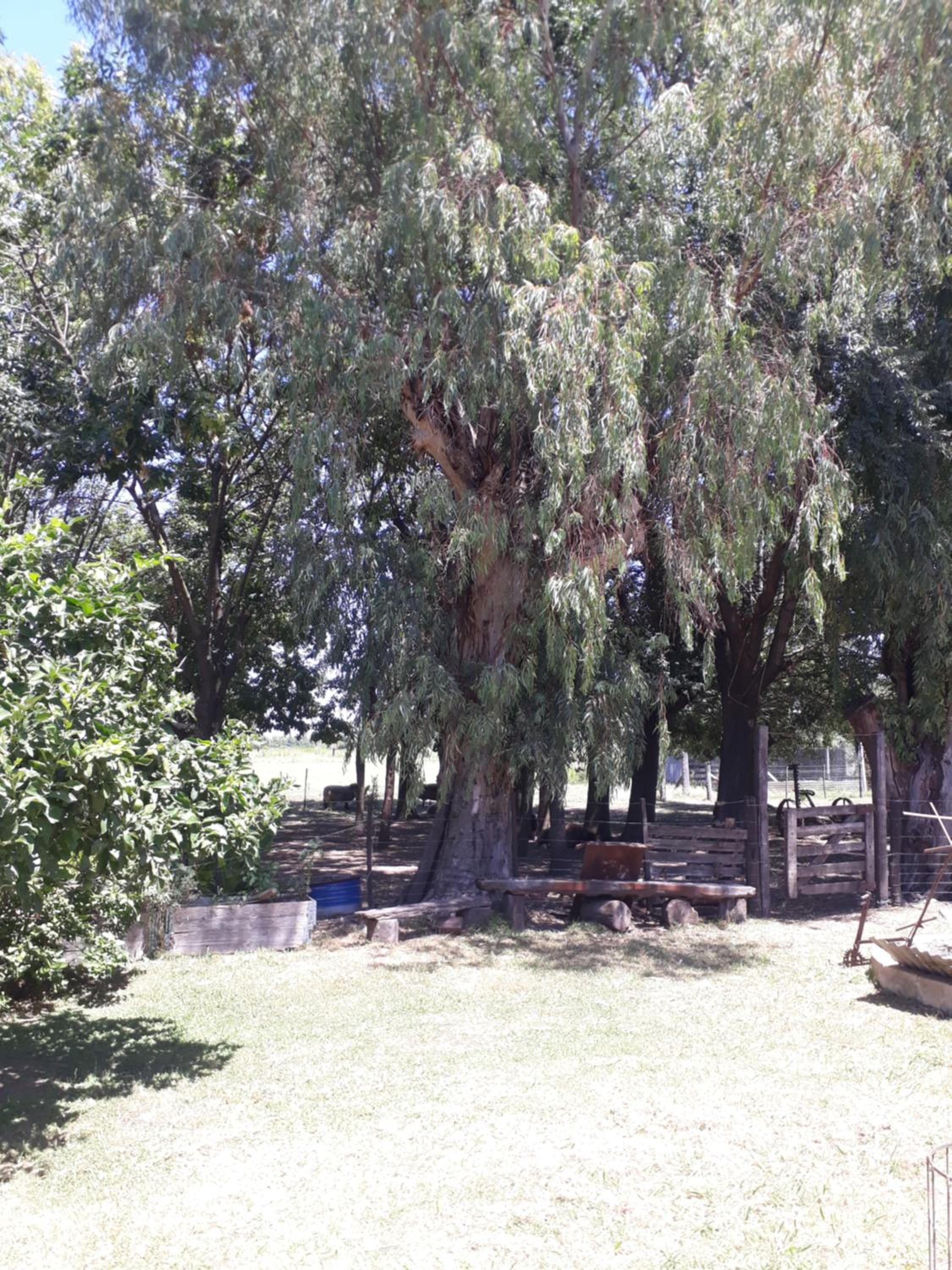 Cabaña casa grande