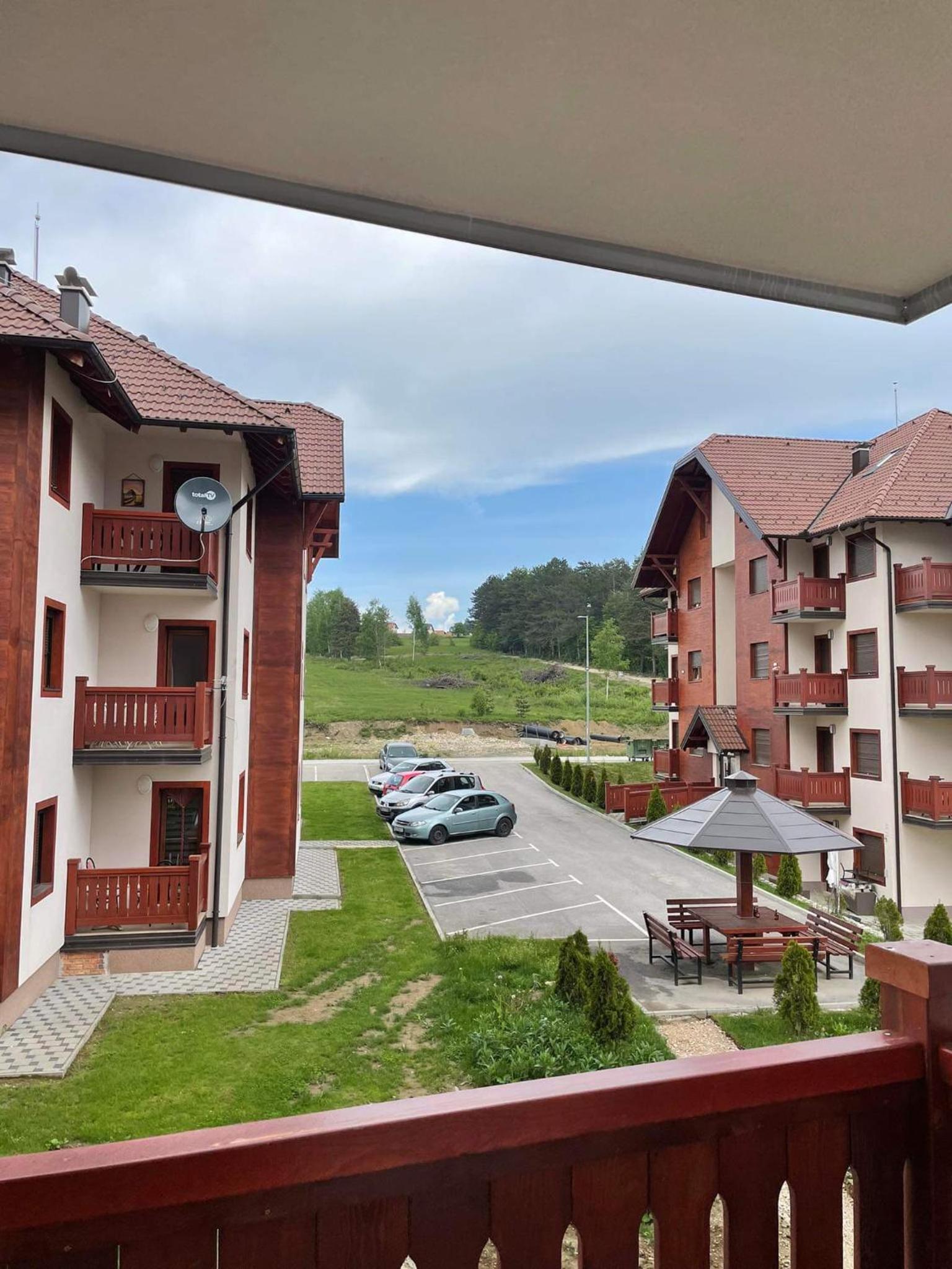 Little lion Zlatibor
