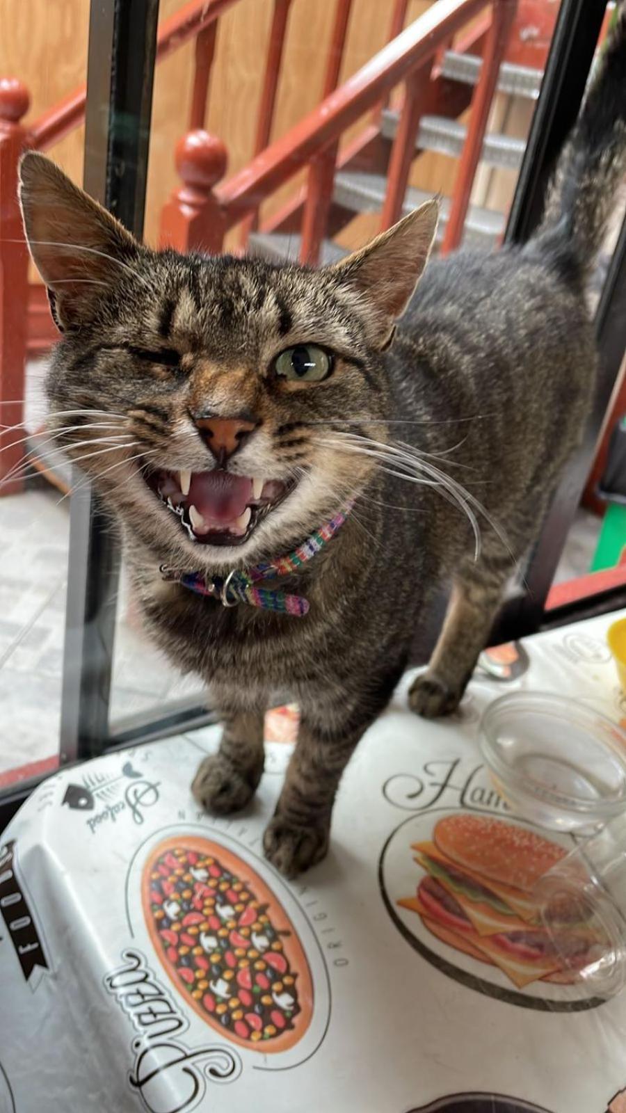 Posada De Los Gatos