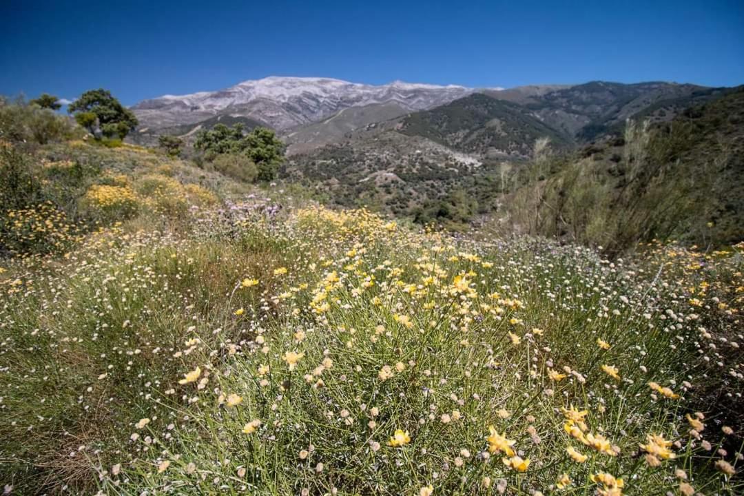 Finca el Almendro Archez