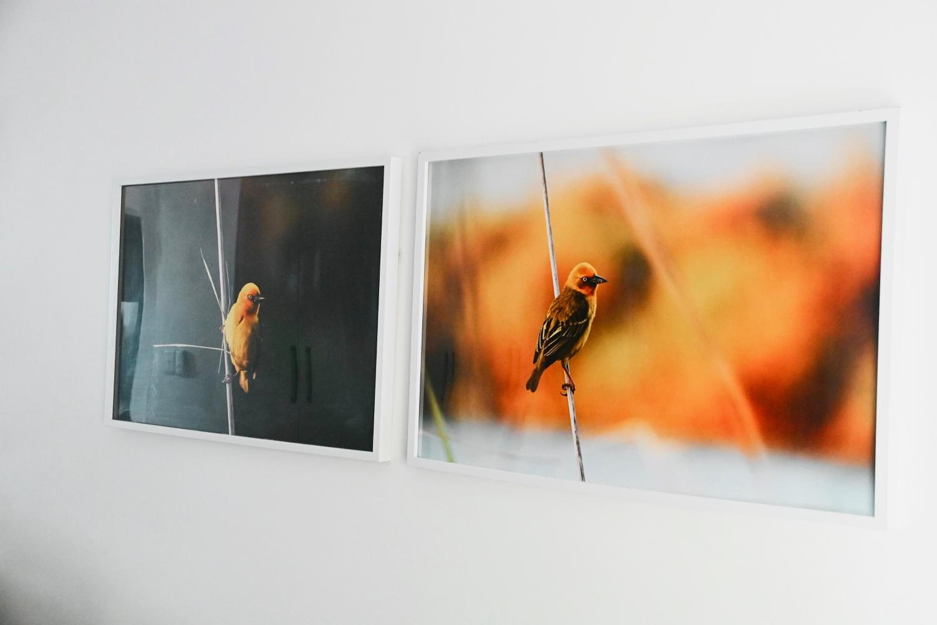 Designer Luxe Stellies Studio