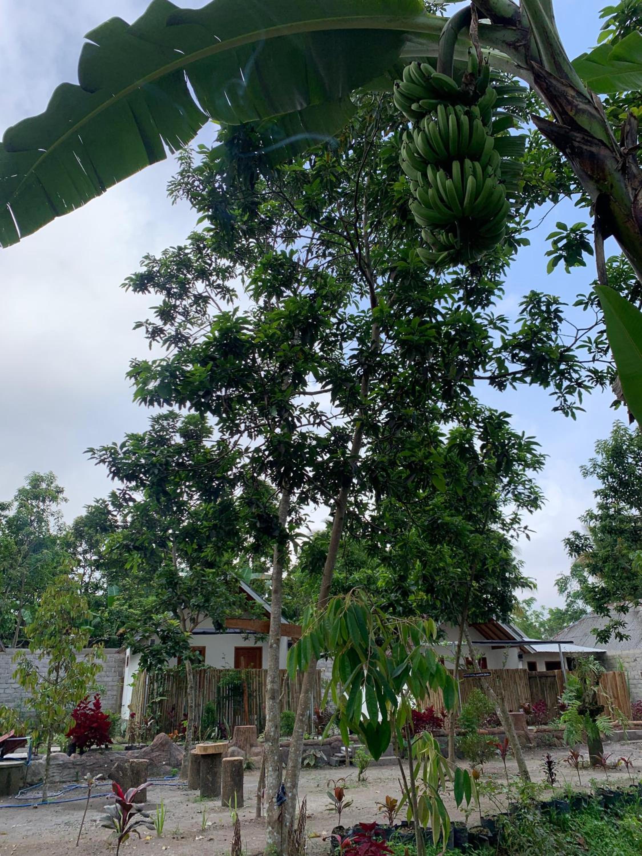 Avocado homestay
