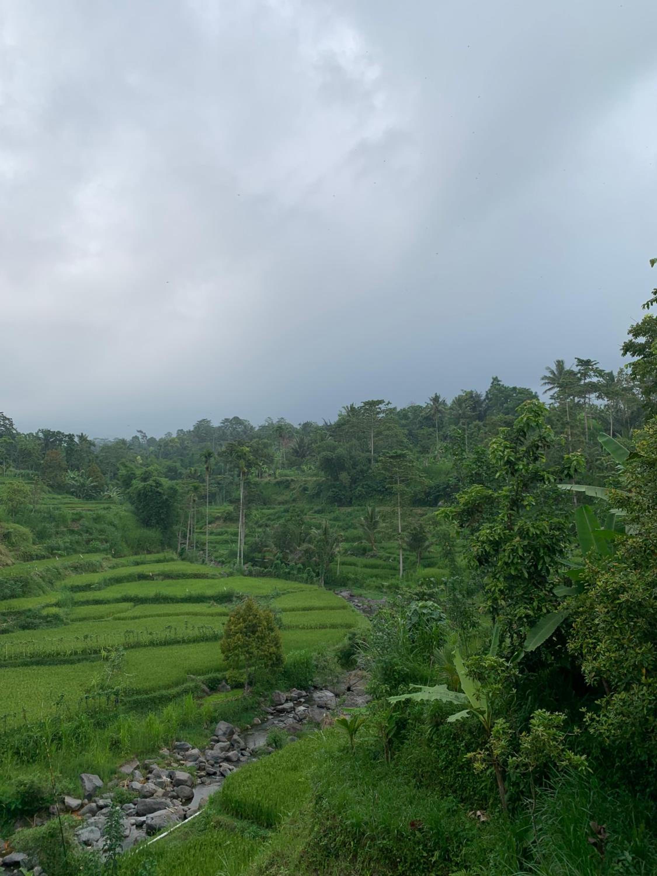 Avocado homestay