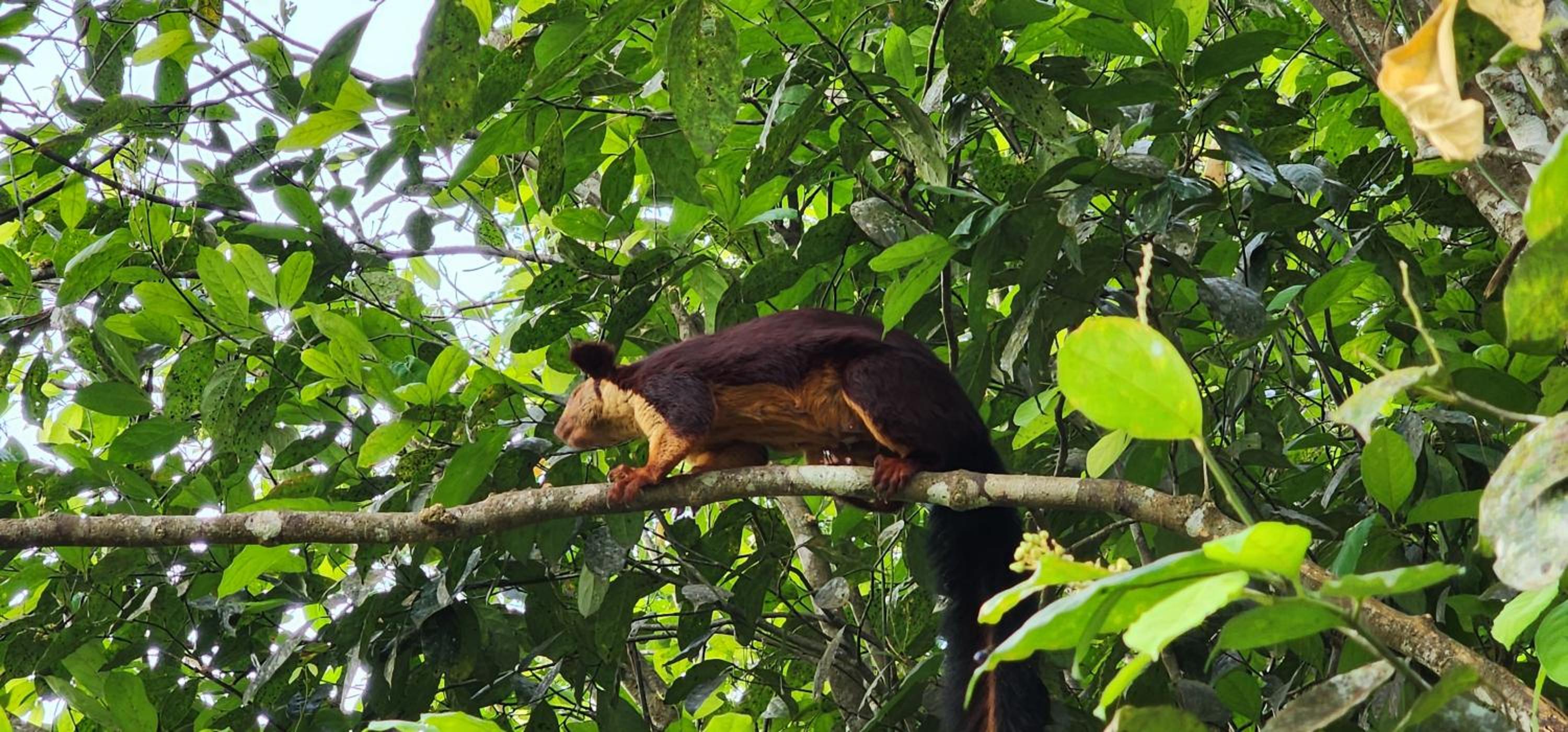 TREE6 WAYANAD