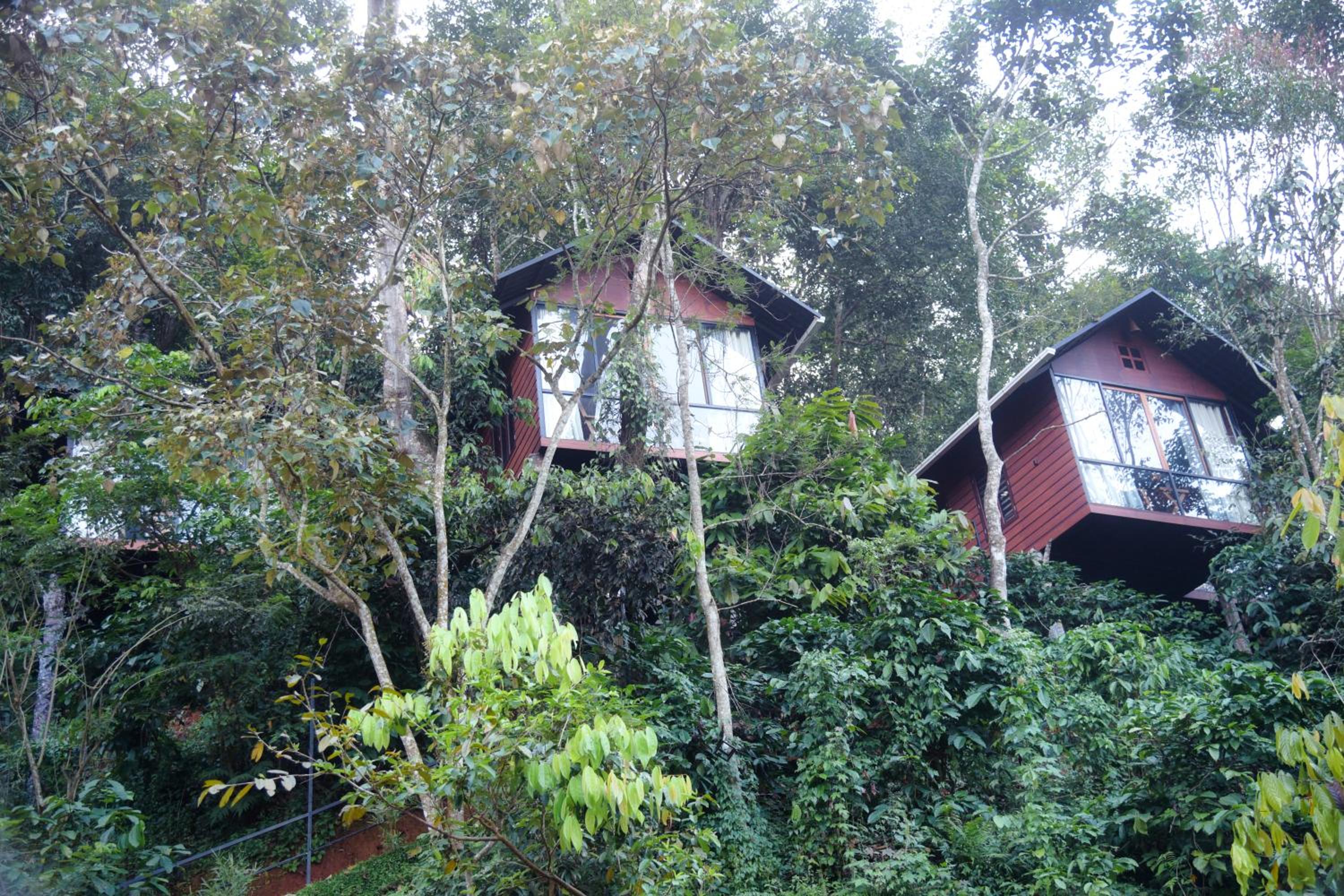 TREE6 WAYANAD
