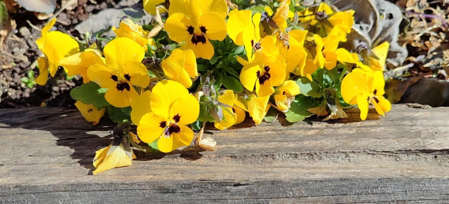 Pia's house garden photo 4