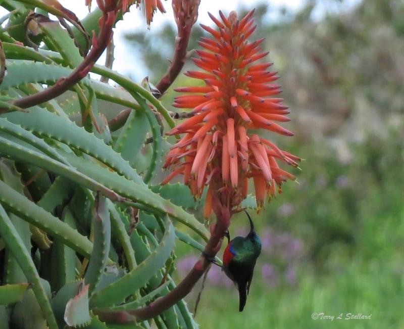 Enchanting cottage, Little Arniston Kaysers Beach view 5