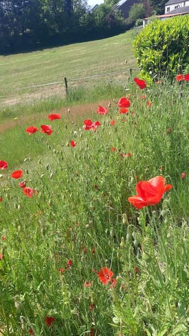 WalHOME: Hohes Venn, 3 Grenzen, Natur