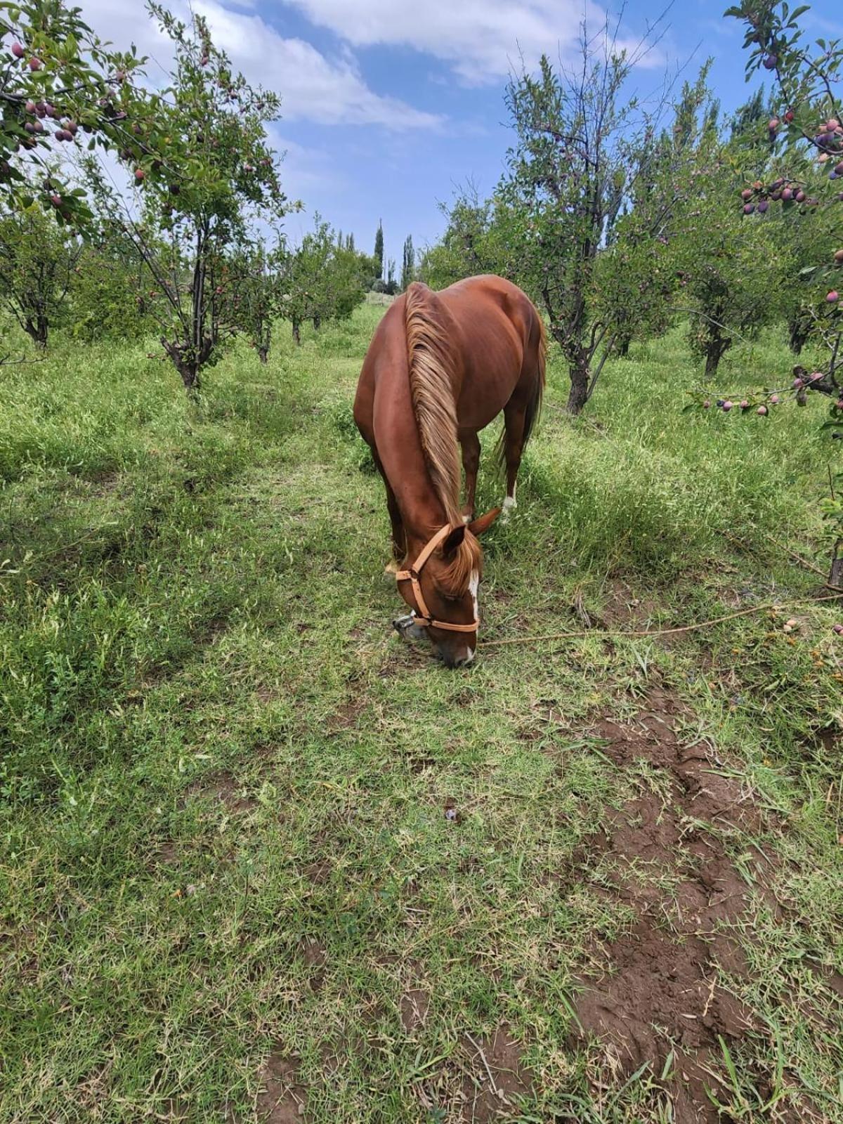 Ciruelos del Sur - San Rafael Mendoza