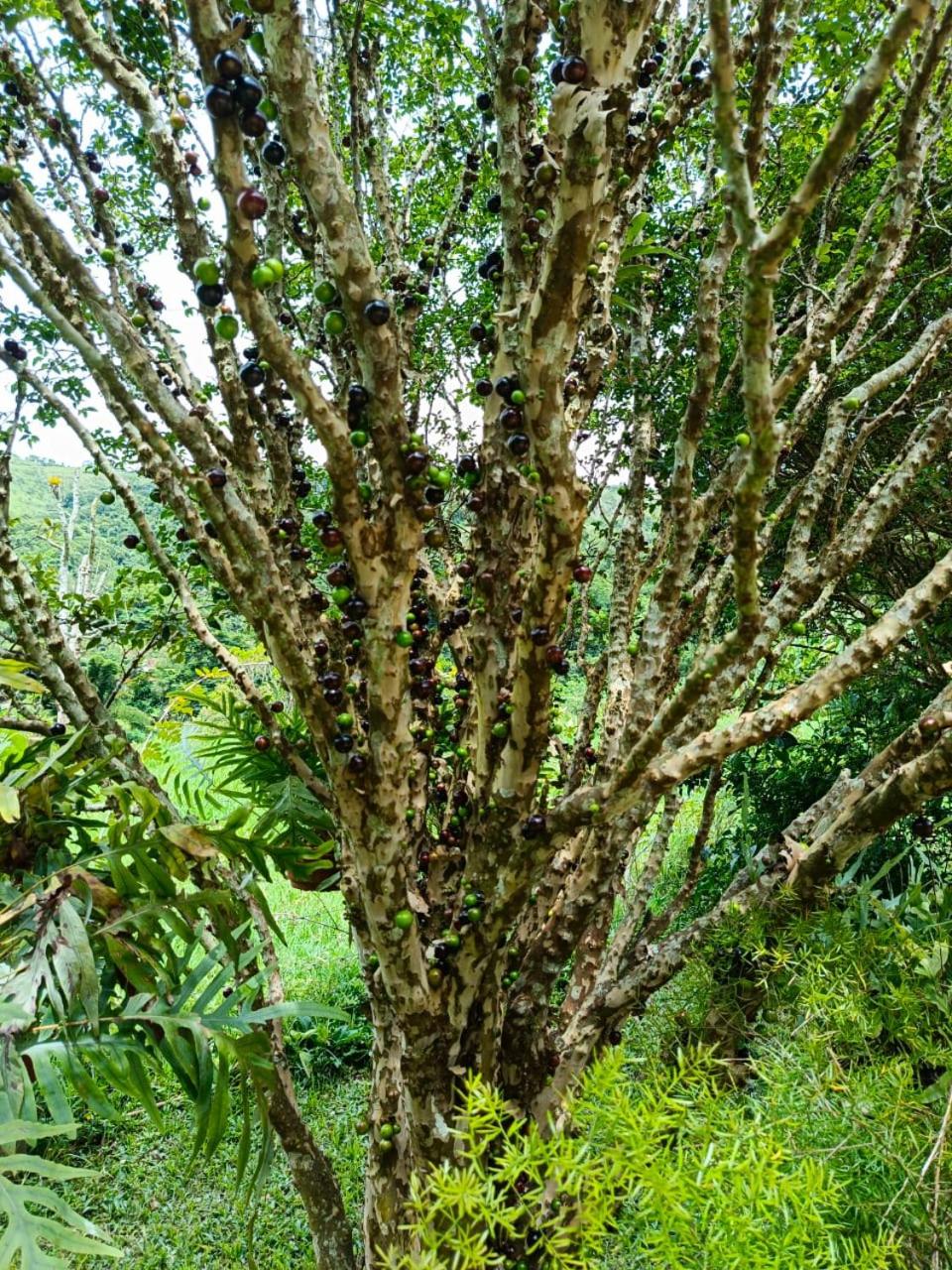 Fazenda Piloes