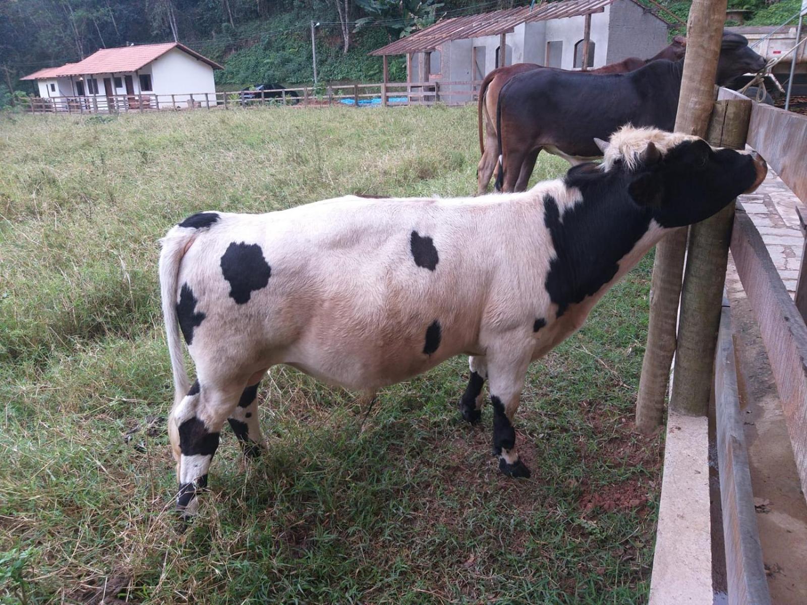 Fazenda Piloes