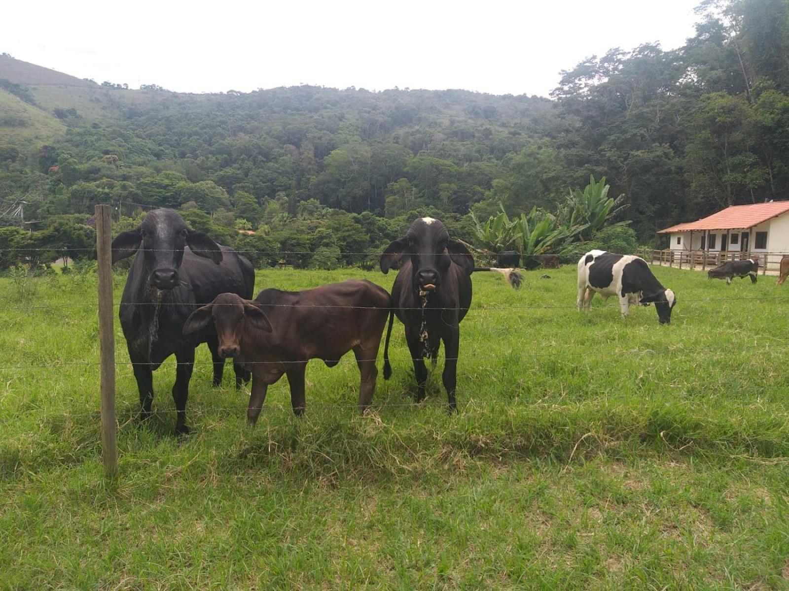 Fazenda Piloes