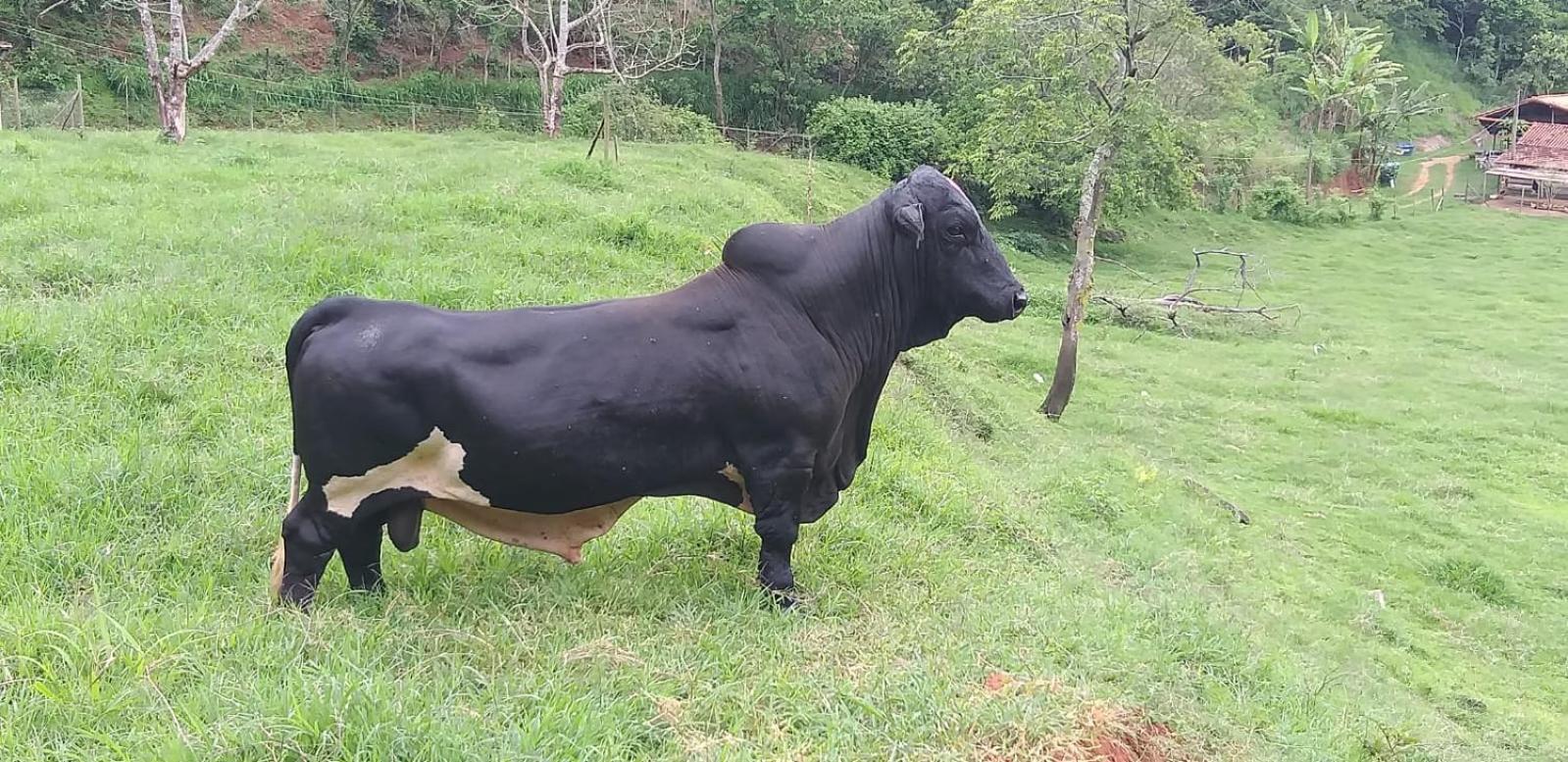 Fazenda Piloes