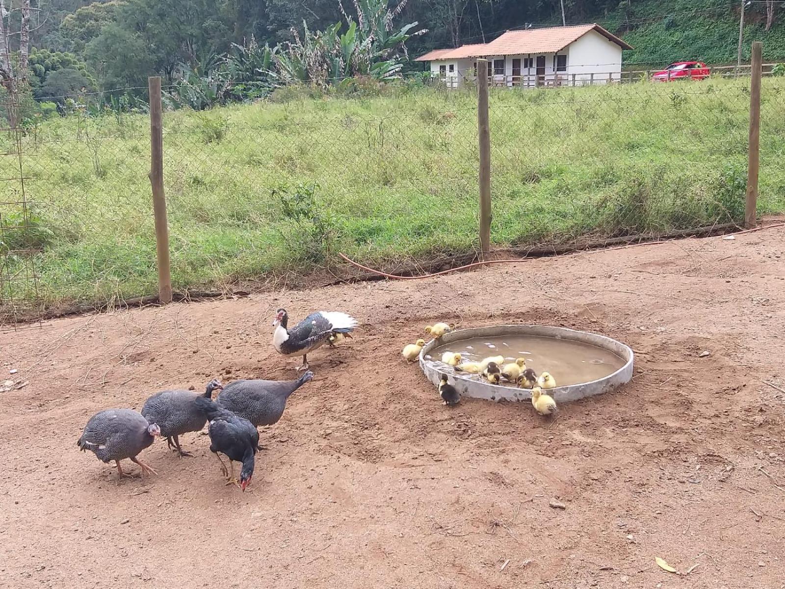 Fazenda Piloes