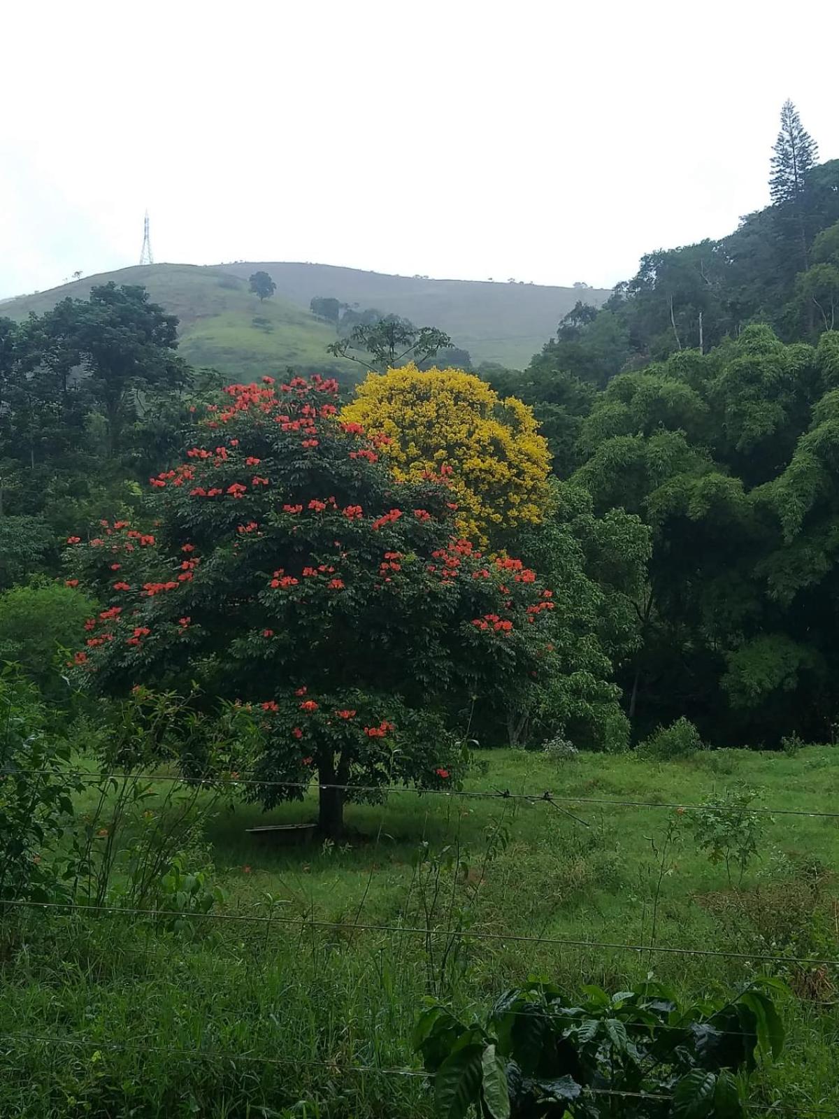 Fazenda Piloes