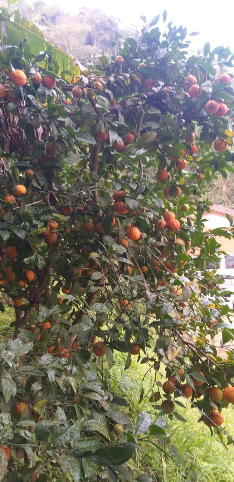 Fazenda Piloes