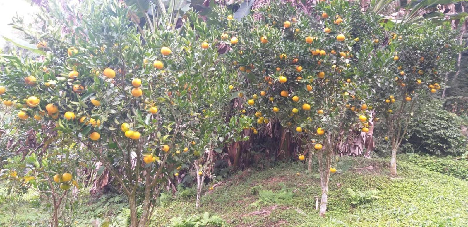 Fazenda Piloes